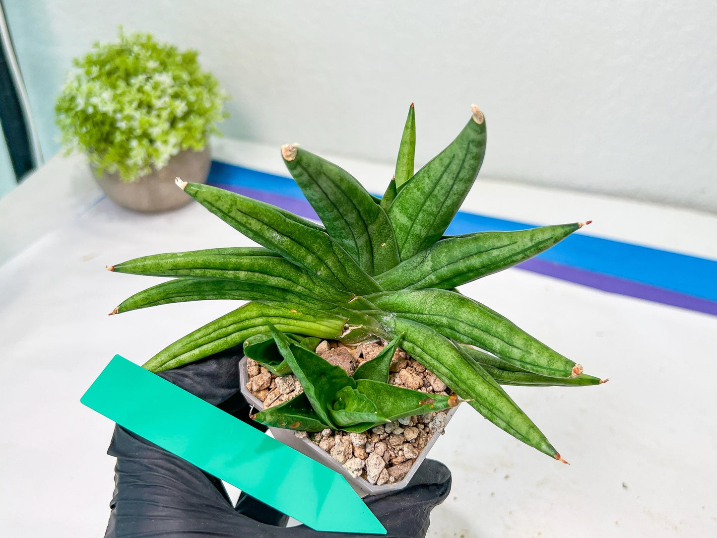 Sansevieria Moose | A Rare Plant a Day Keeps The Boredom Away