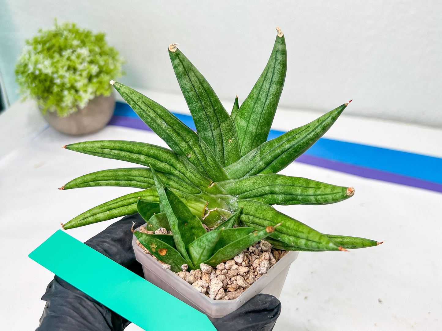 Sansevieria Moose | A Rare Plant a Day Keeps The Boredom Away