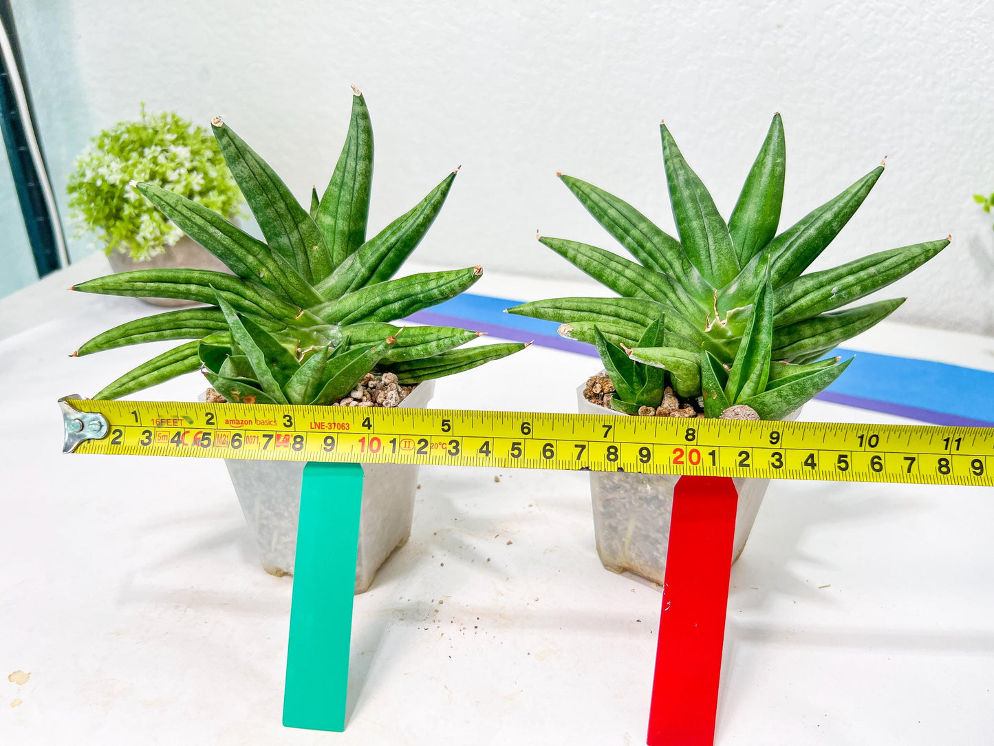 Sansevieria Moose | A Rare Plant a Day Keeps The Boredom Away