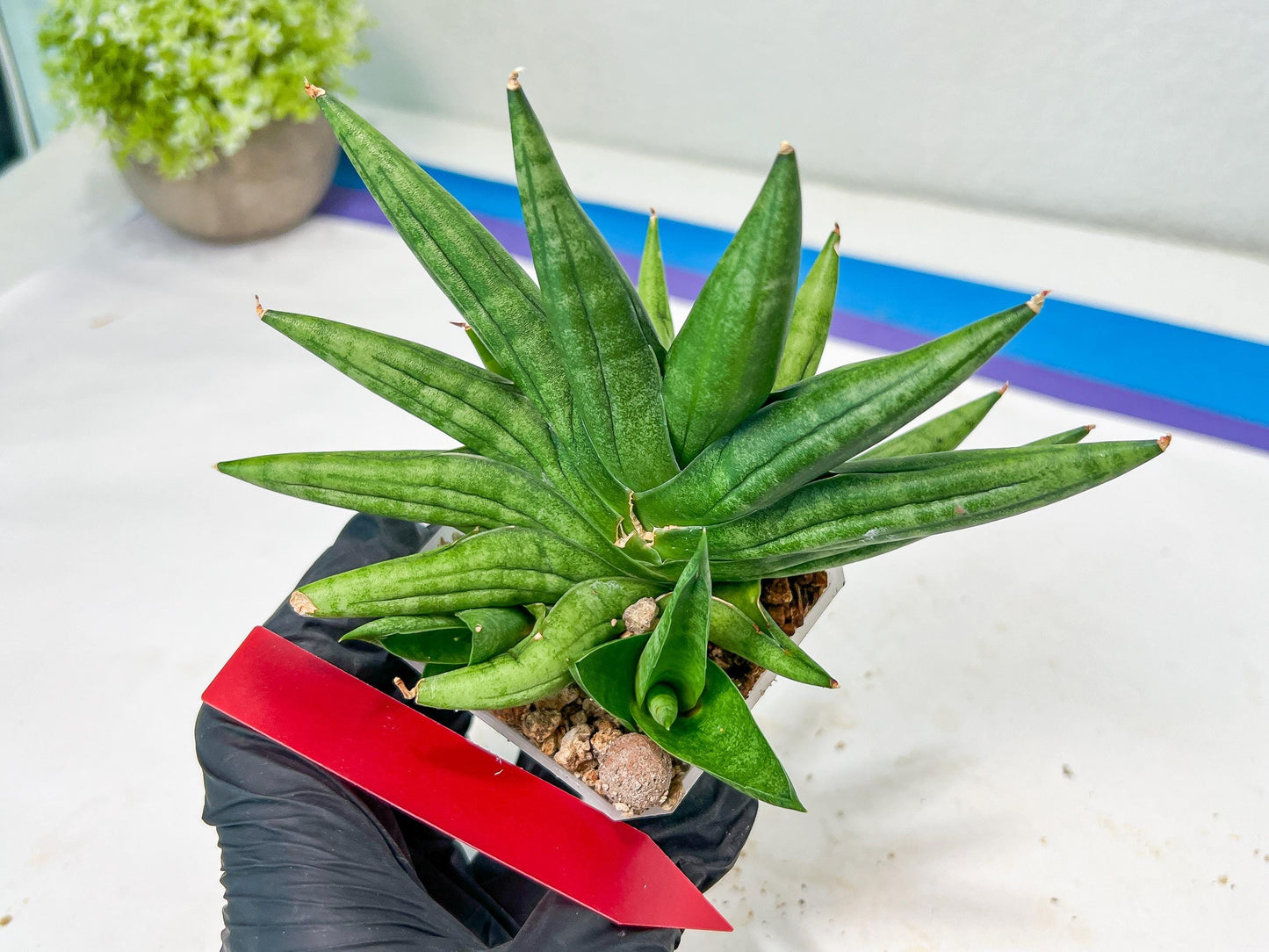 Sansevieria Moose | A Rare Plant a Day Keeps The Boredom Away