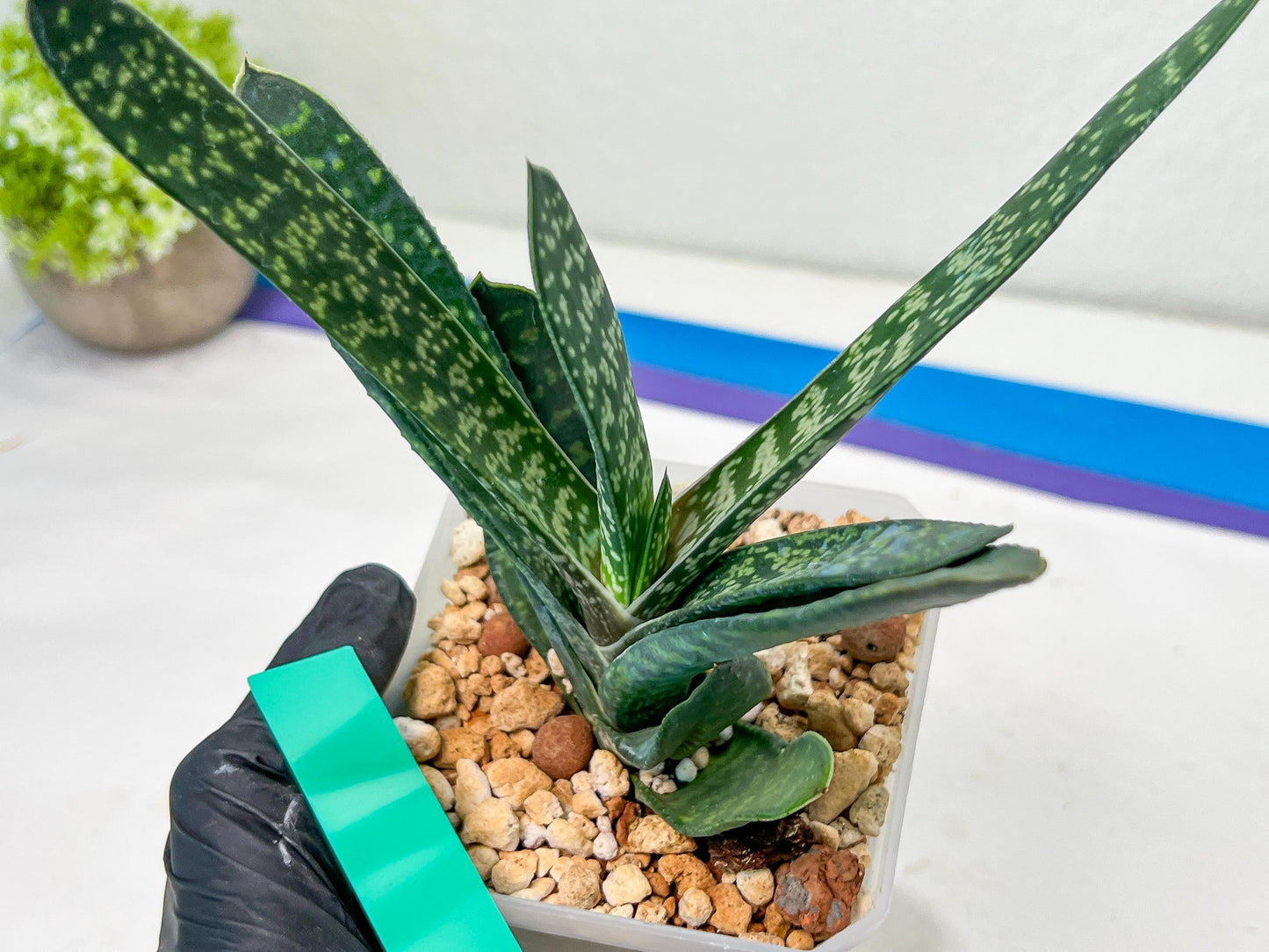 Gasteria Pillansii | South African Plants | Imported Plants