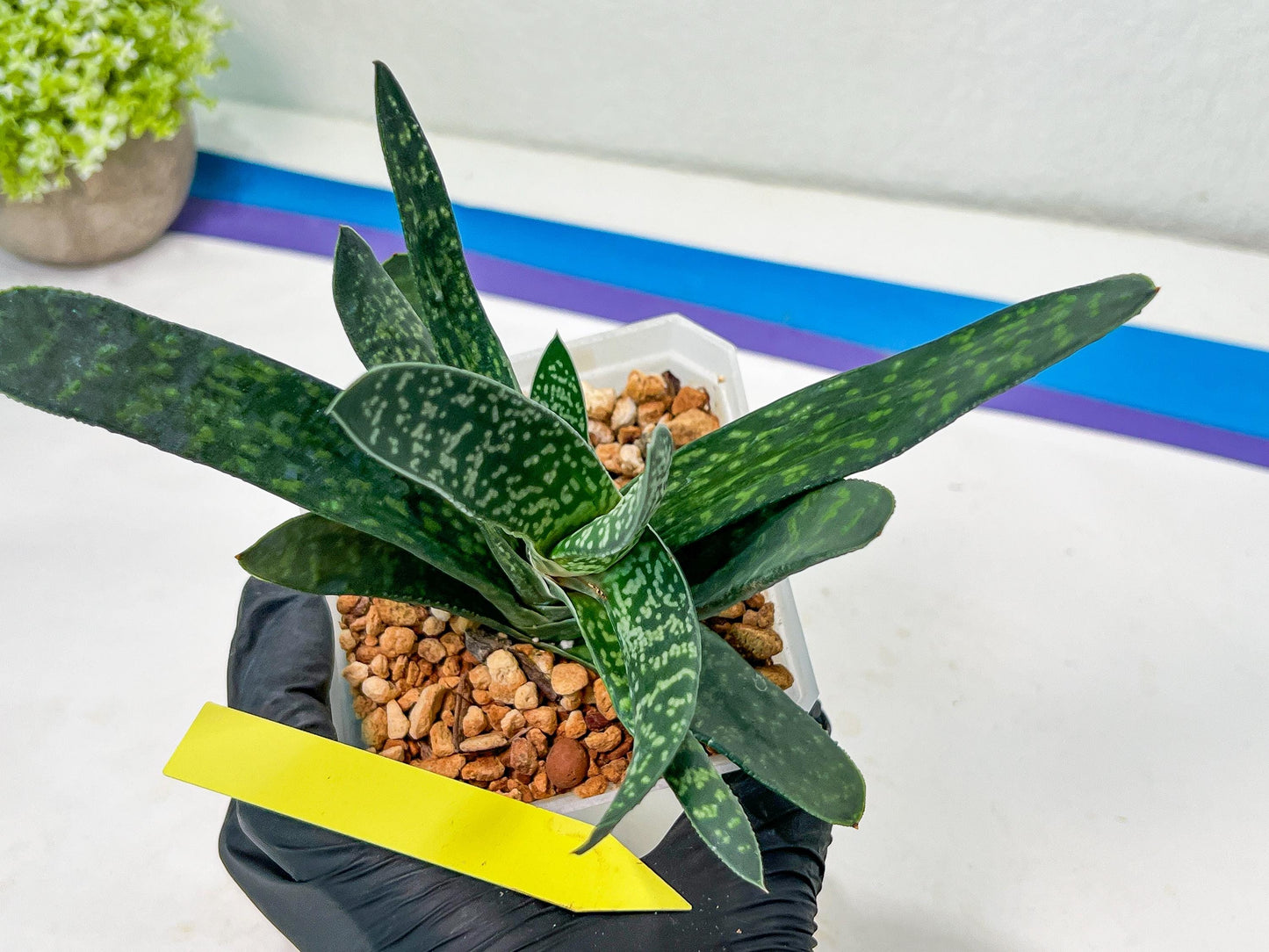 Gasteria Pillansii | South African Plants | Imported Plants