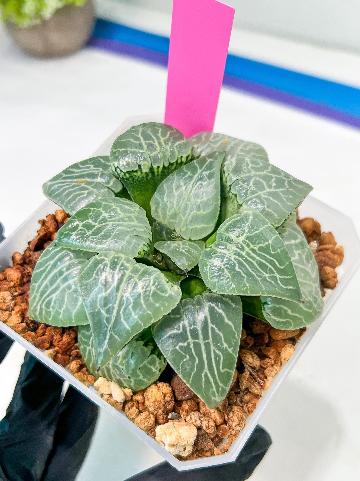 XL Haworthia Crystal or Sjuijig | Get yours before it’s gone | 4" Pot