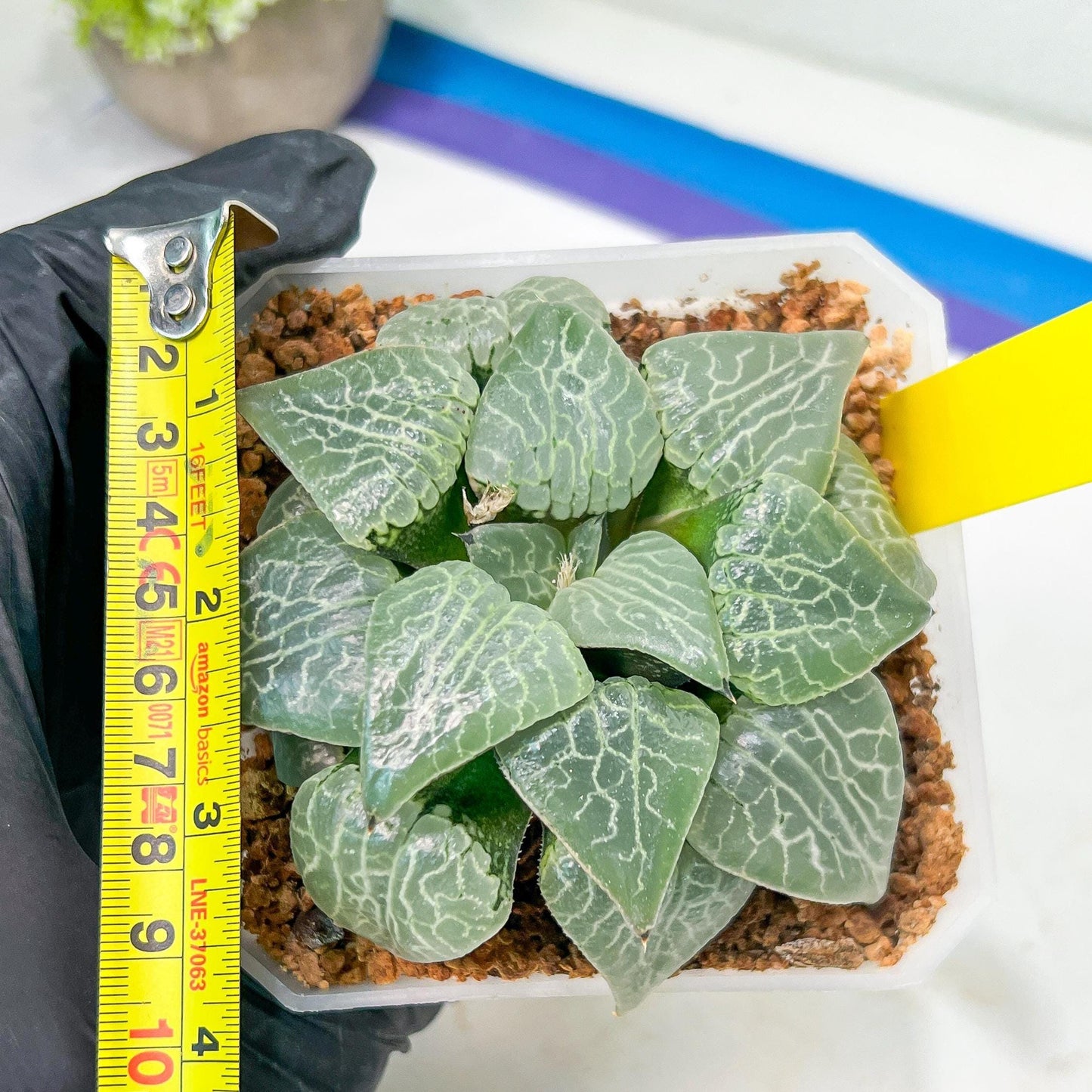 XL Haworthia Crystal or Sjuijig | Get yours before it’s gone | 4" Pot