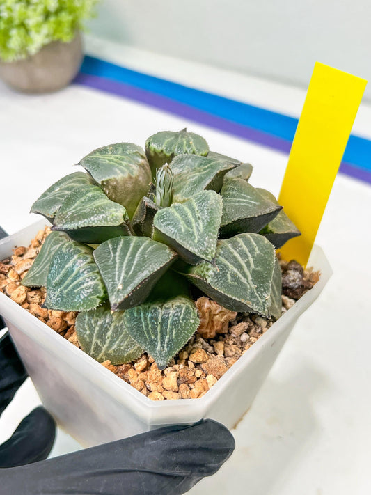 XL Haworthia Spring Thunder or Chun Hei Ju | 4" Pot