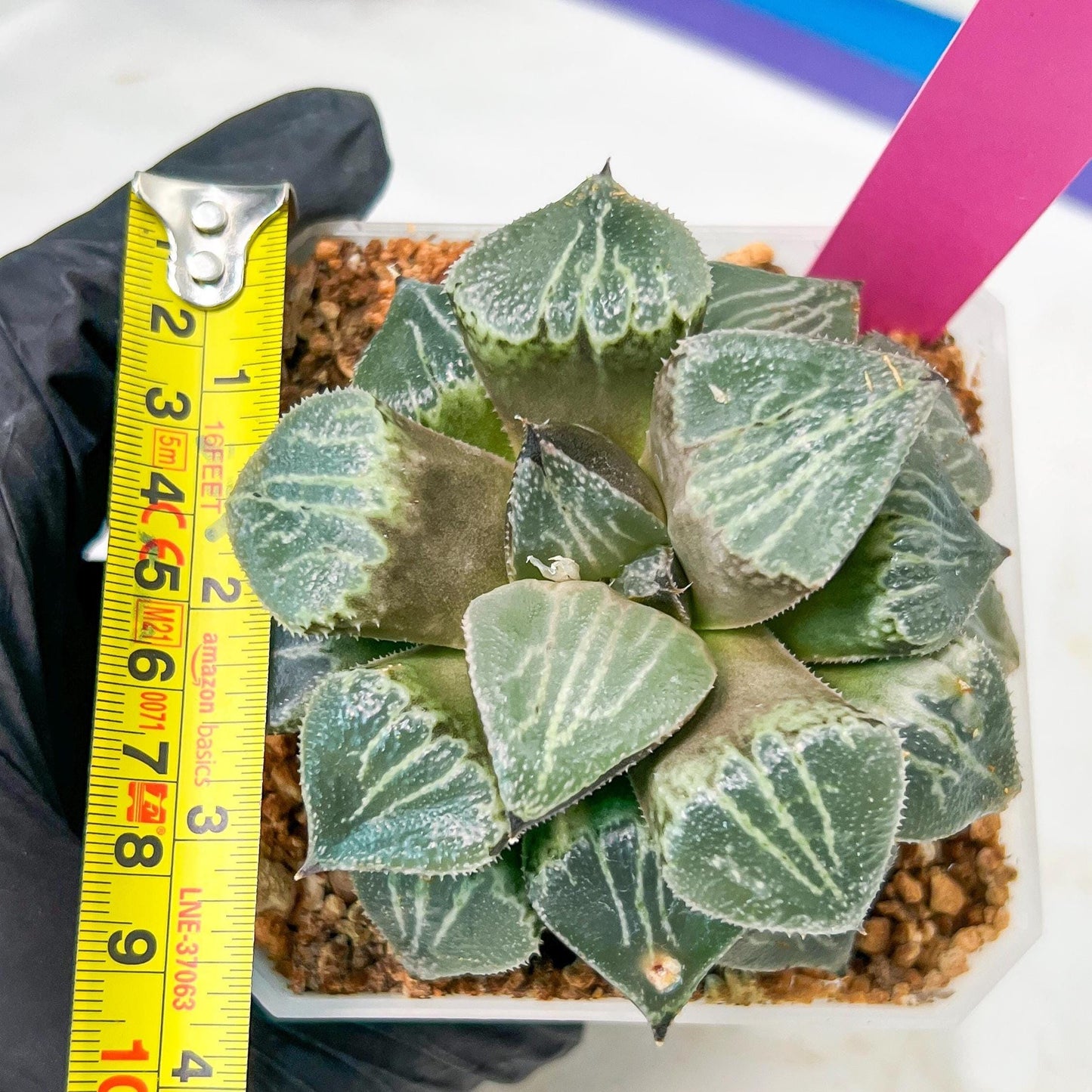 XL Haworthia Spring Thunder or Chun Hei Ju | 4" Pot