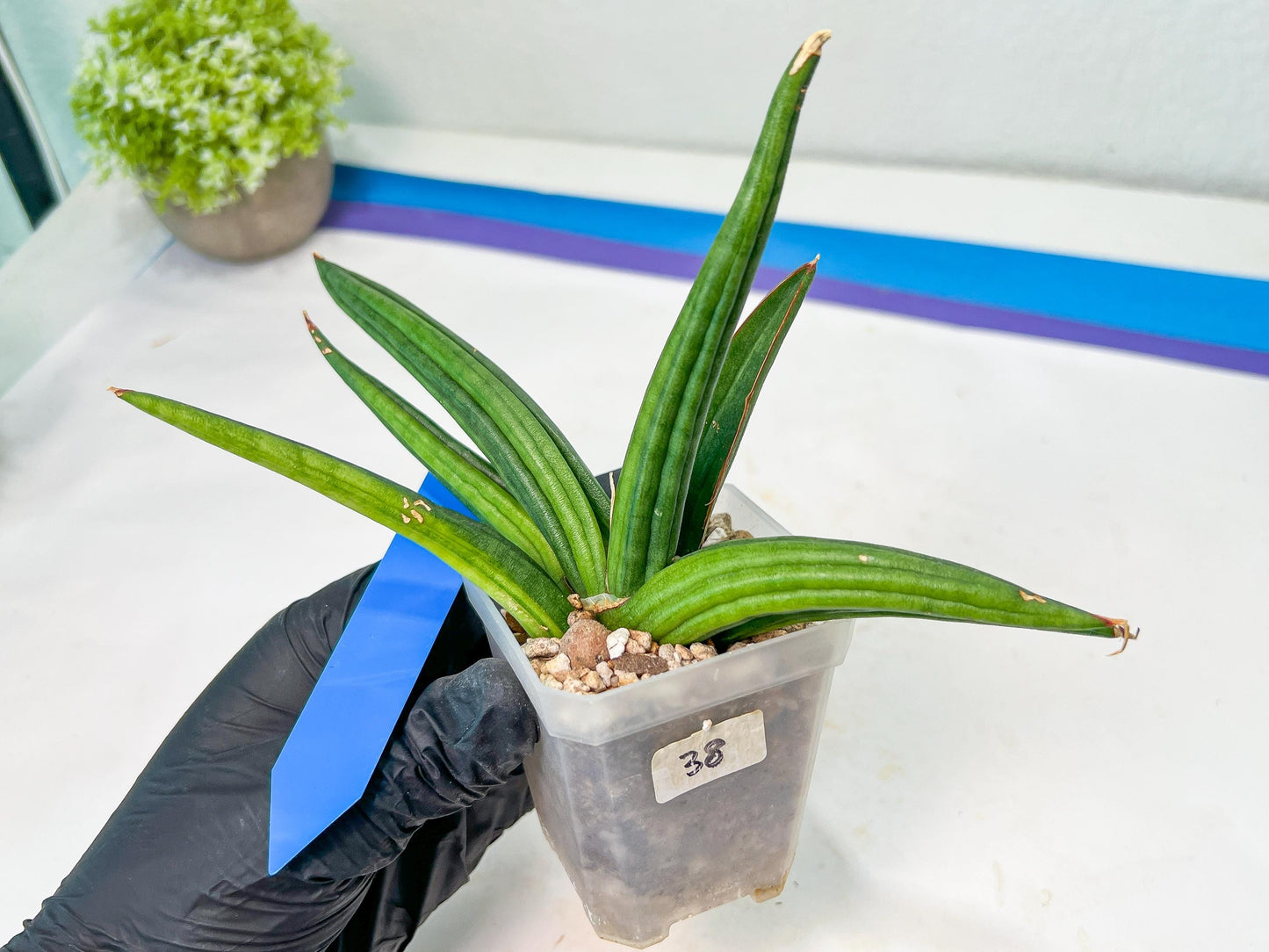 Sansevieria Patens Var XL (#A4) | Imported Plants