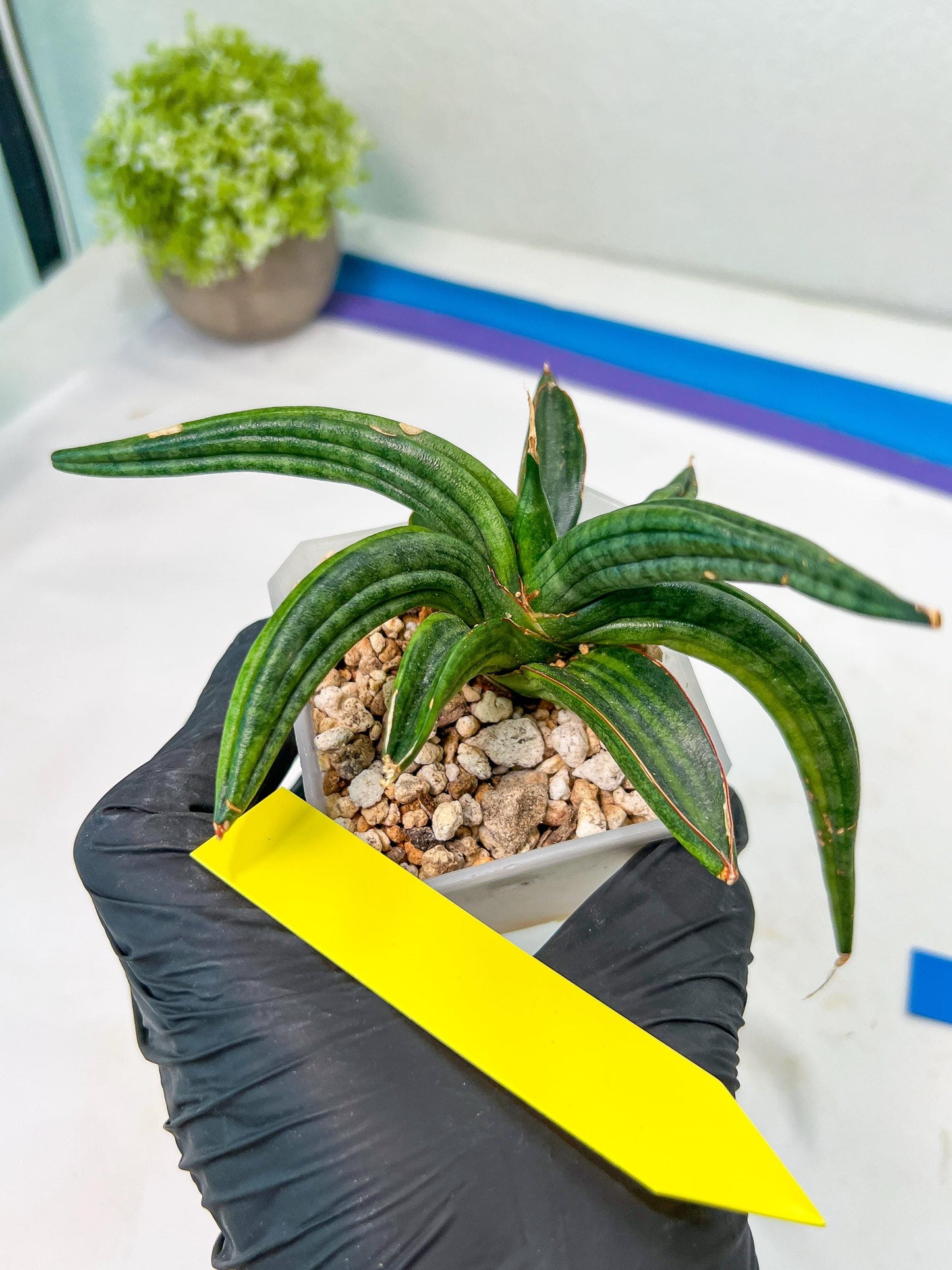 Sansevieria Patens Var XL (#A4) | Imported Plants