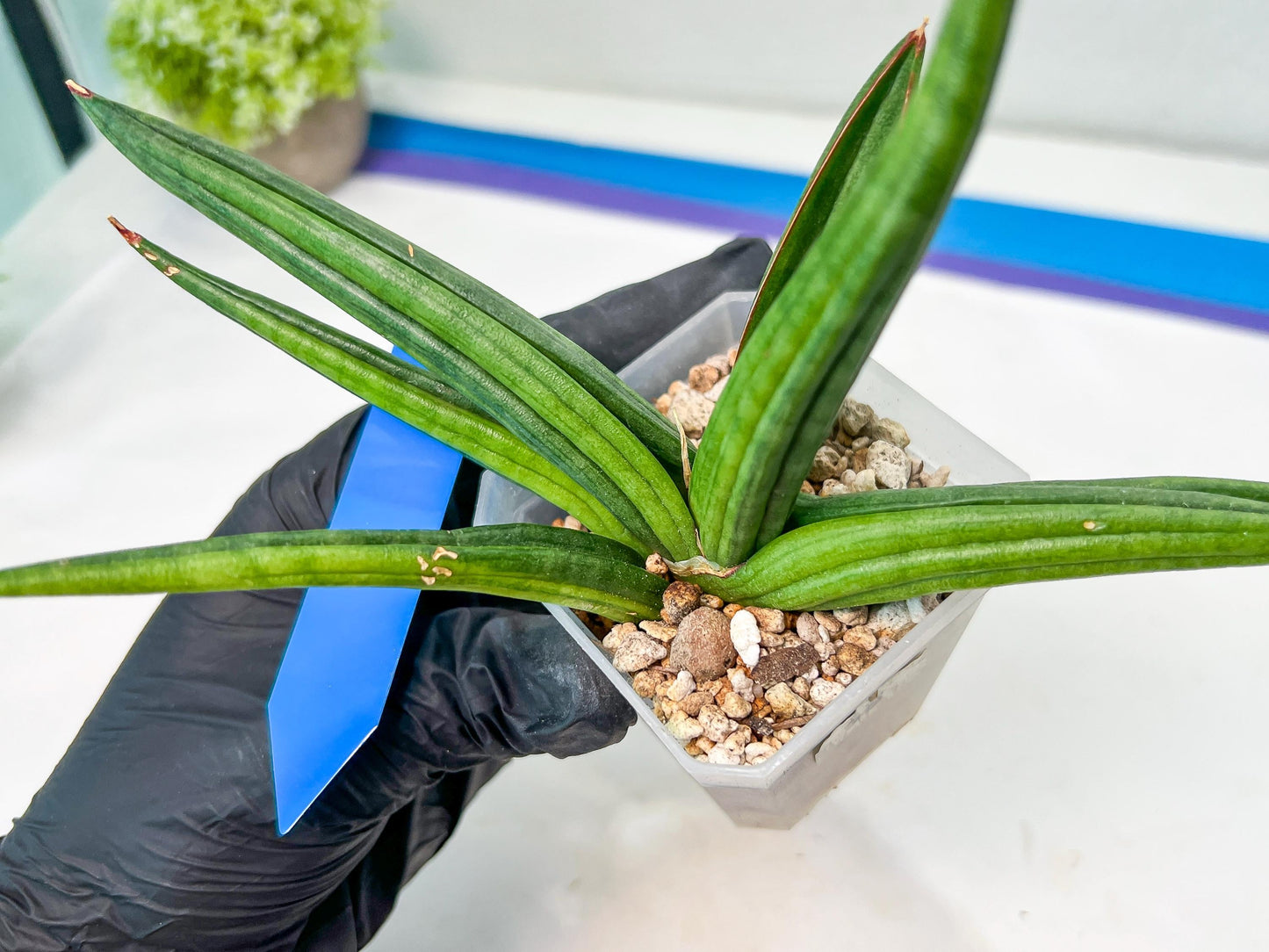 Sansevieria Patens Var XL (#A4) | Imported Plants