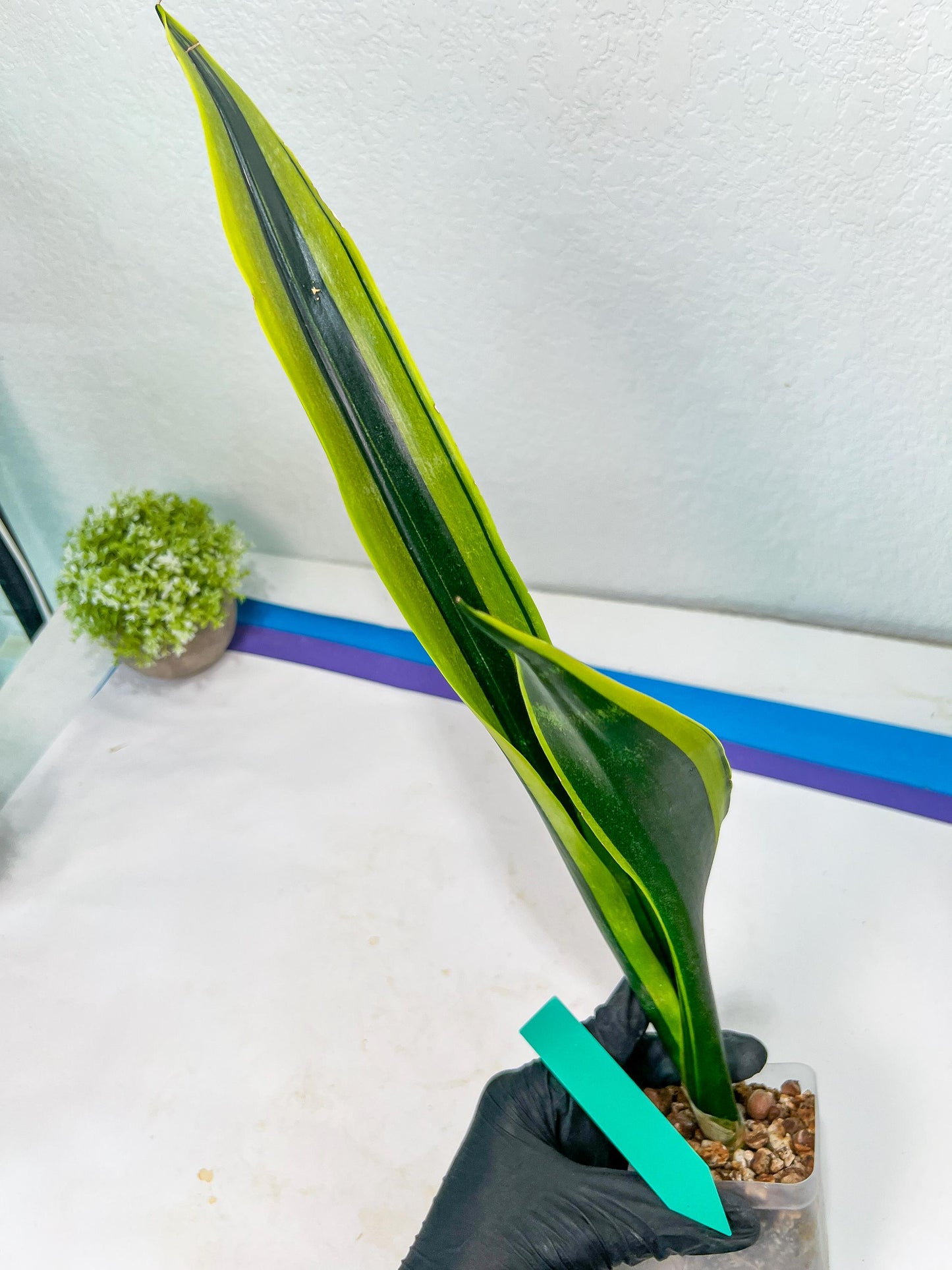 Sansevieria Trifasciata Lillian True Oil (G2) | Imported Plants