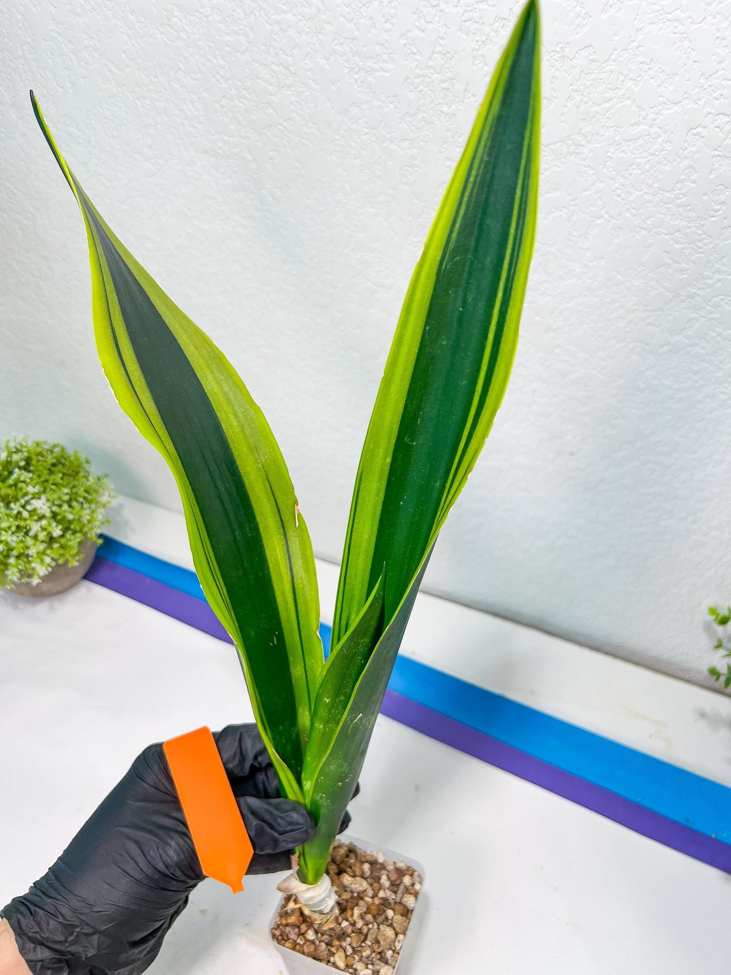 Sansevieria Trifasciata Lillian True Oil (G2) | Imported Plants