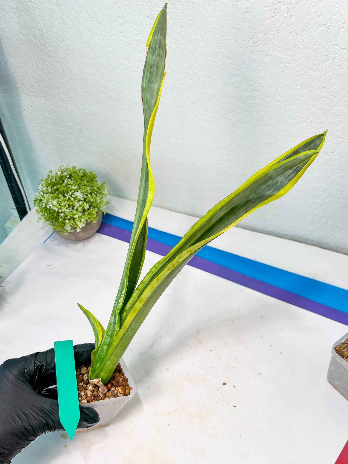 Sansevieria trifasciata Assalam | Imported Plants