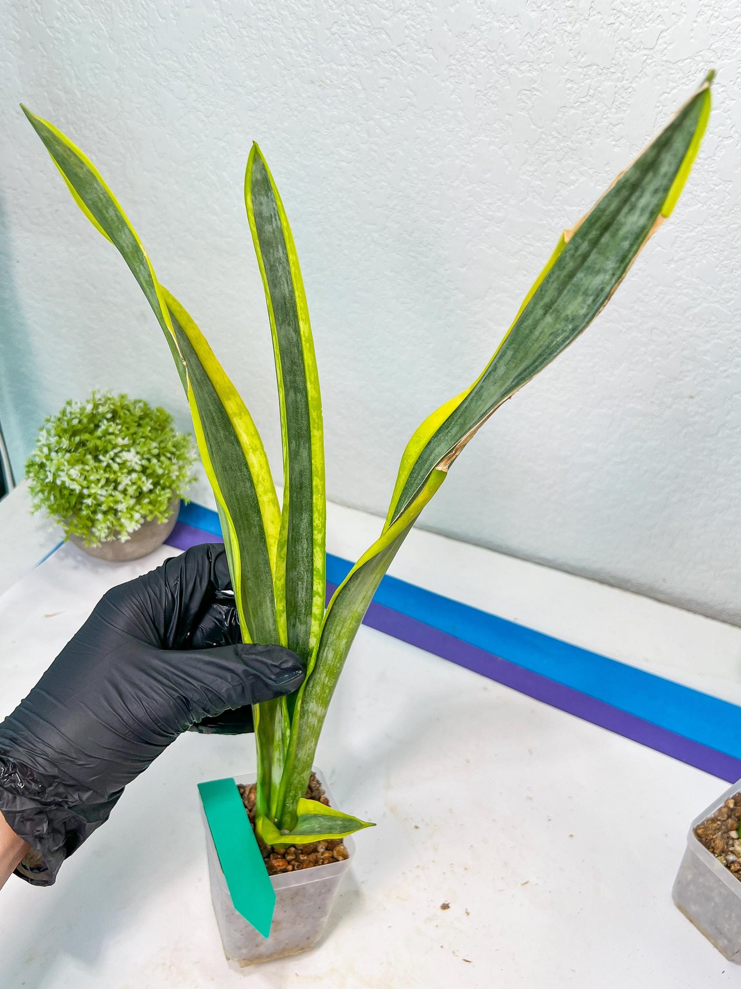 Sansevieria trifasciata Assalam | Imported Plants