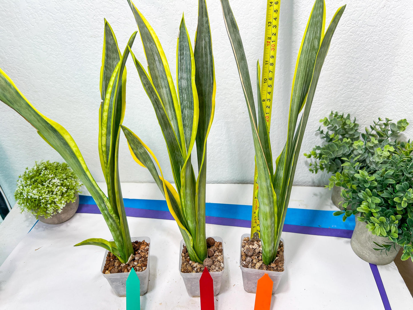 Sansevieria trifasciata Assalam | Imported Plants