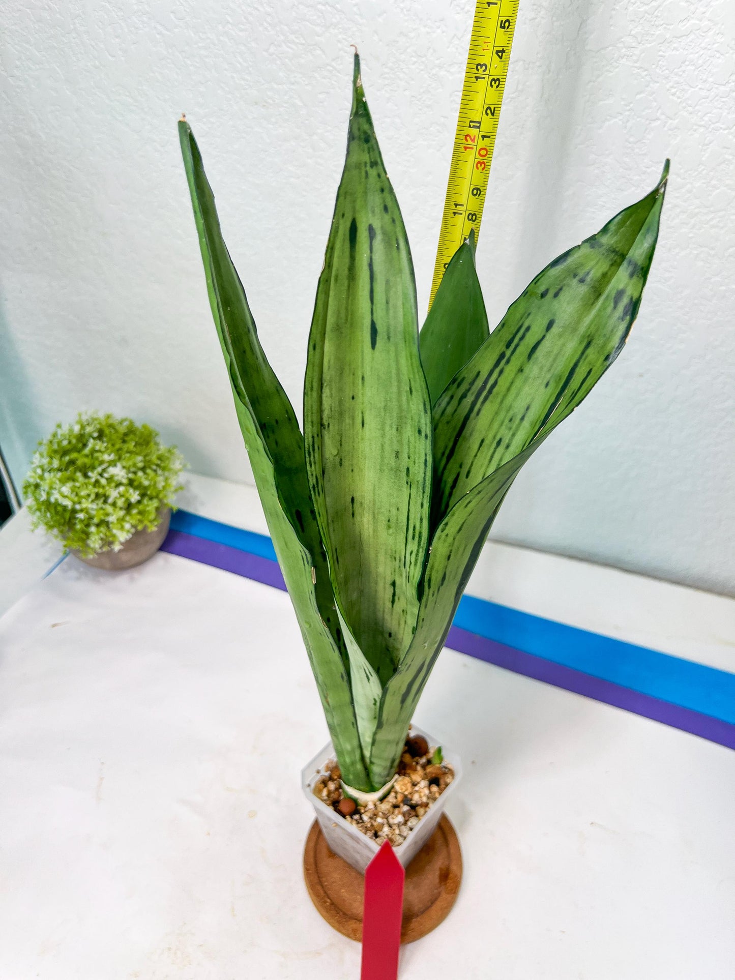 Sansevieria Brazilian Moonshine | Imported Plants