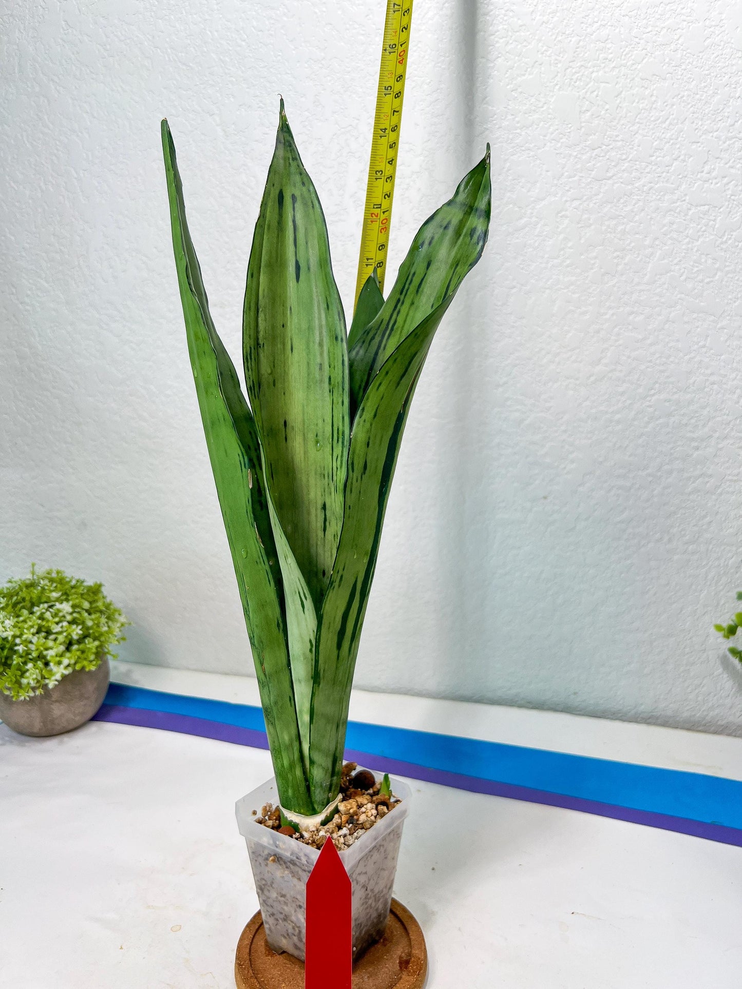 Sansevieria Brazilian Moonshine | Imported Plants