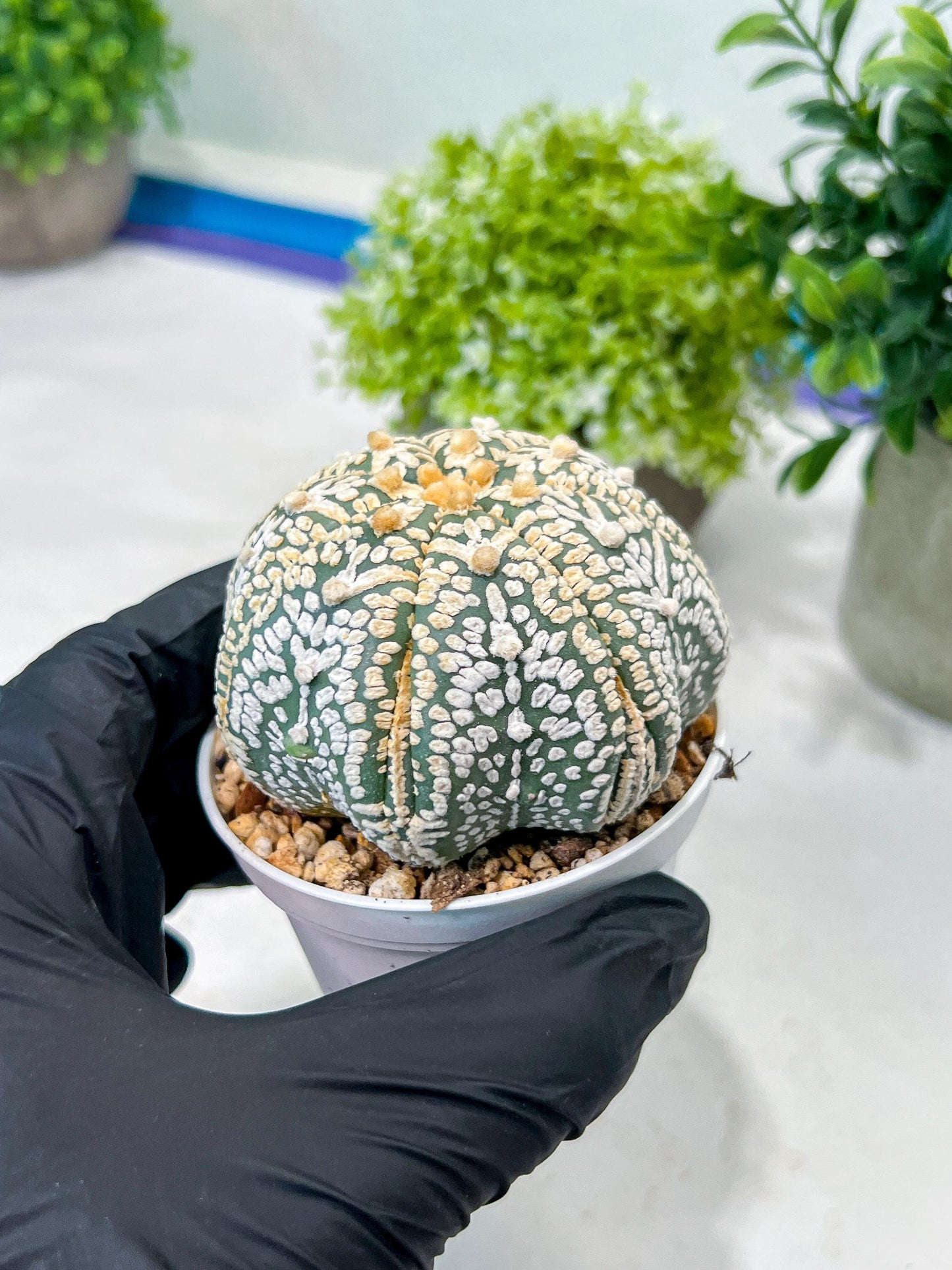 Custom Order- We’ll send you the exact live plant pictured (T8) (y1) | Imported From Japan | 3" Pot