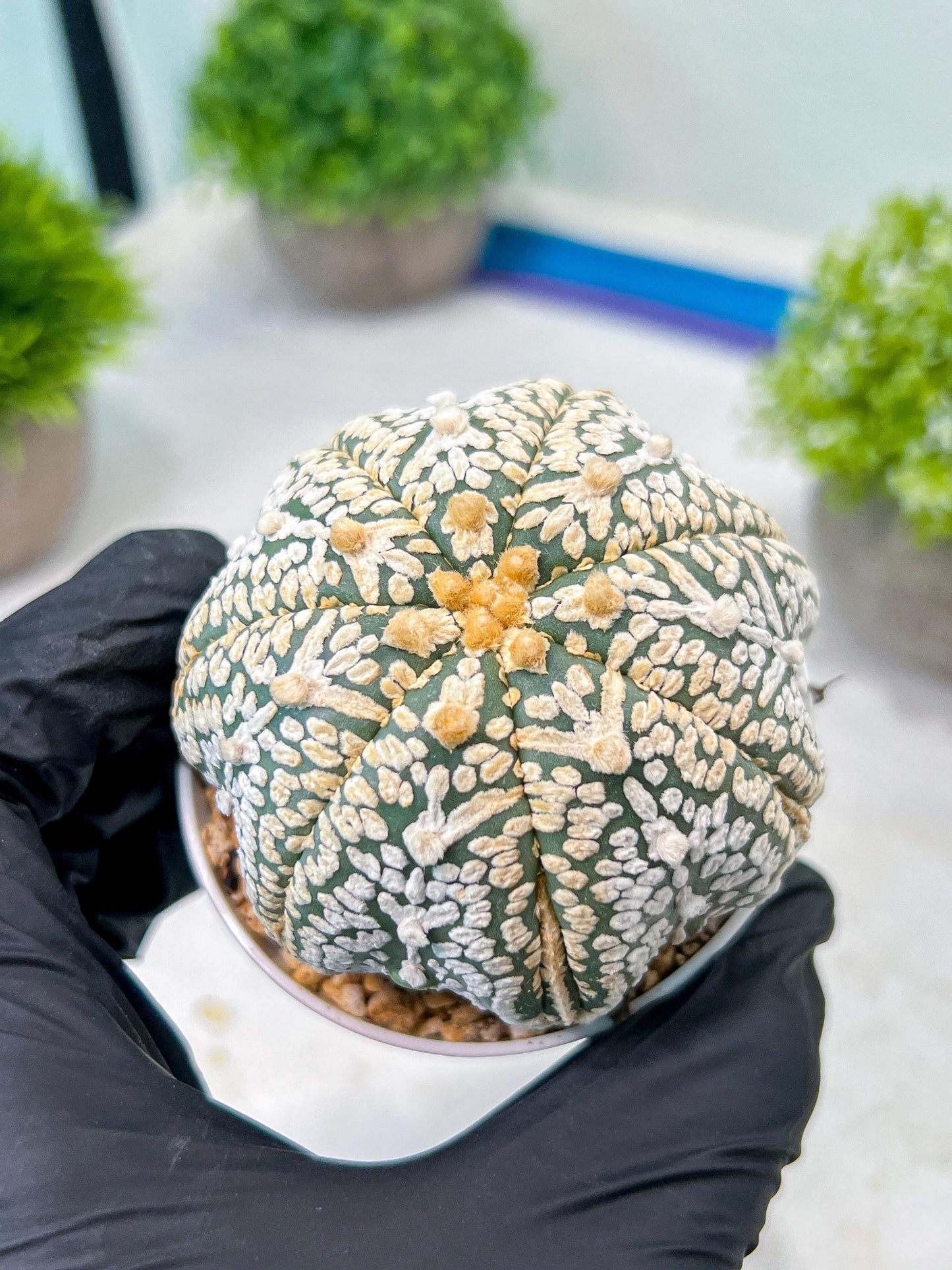 Custom Order- We’ll send you the exact live plant pictured (T8) (y1) | Imported From Japan | 3" Pot