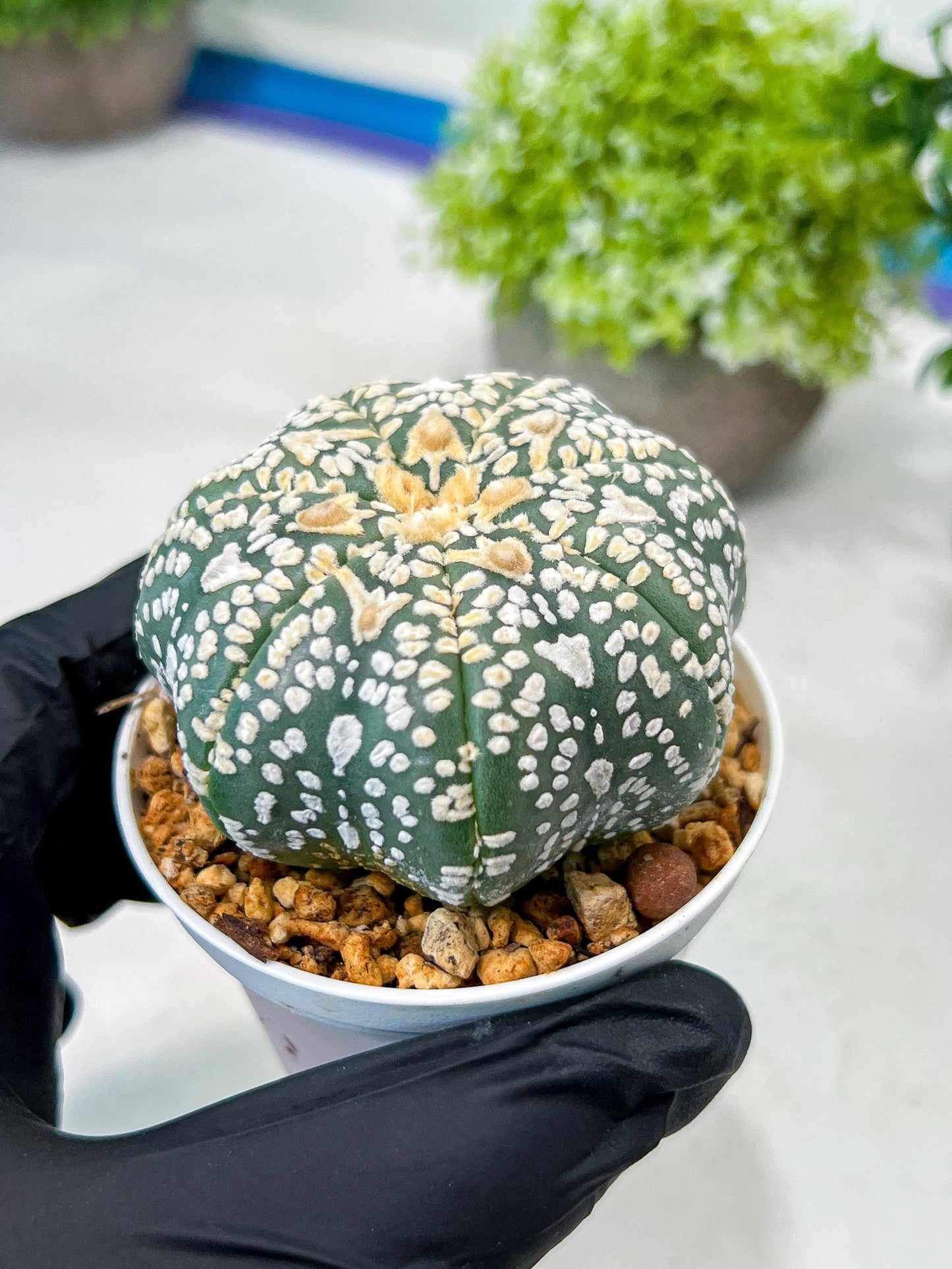 Custom Order- We’ll send you the exact live plant pictured (T8) (y2) | Las Vegas Plant Shop | 3" Pot
