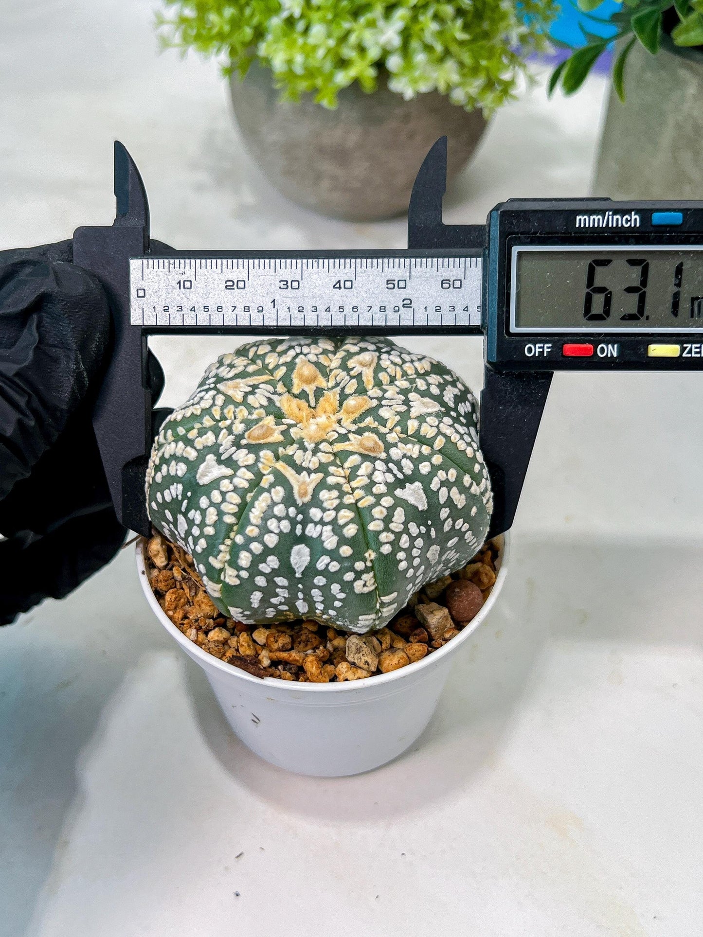 Custom Order- We’ll send you the exact live plant pictured (T8) (y2) | Las Vegas Plant Shop | 3" Pot
