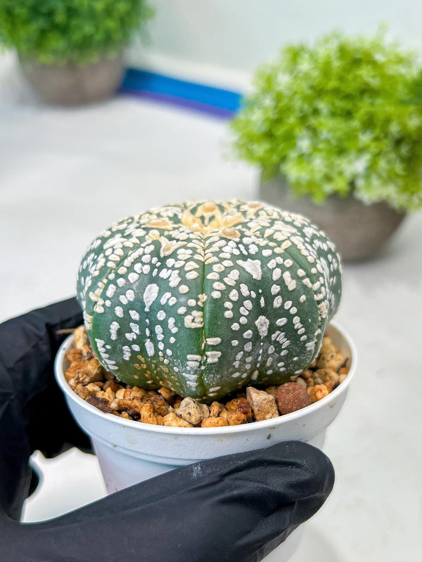 Custom Order- We’ll send you the exact live plant pictured (T8) (y2) | Las Vegas Plant Shop | 3" Pot
