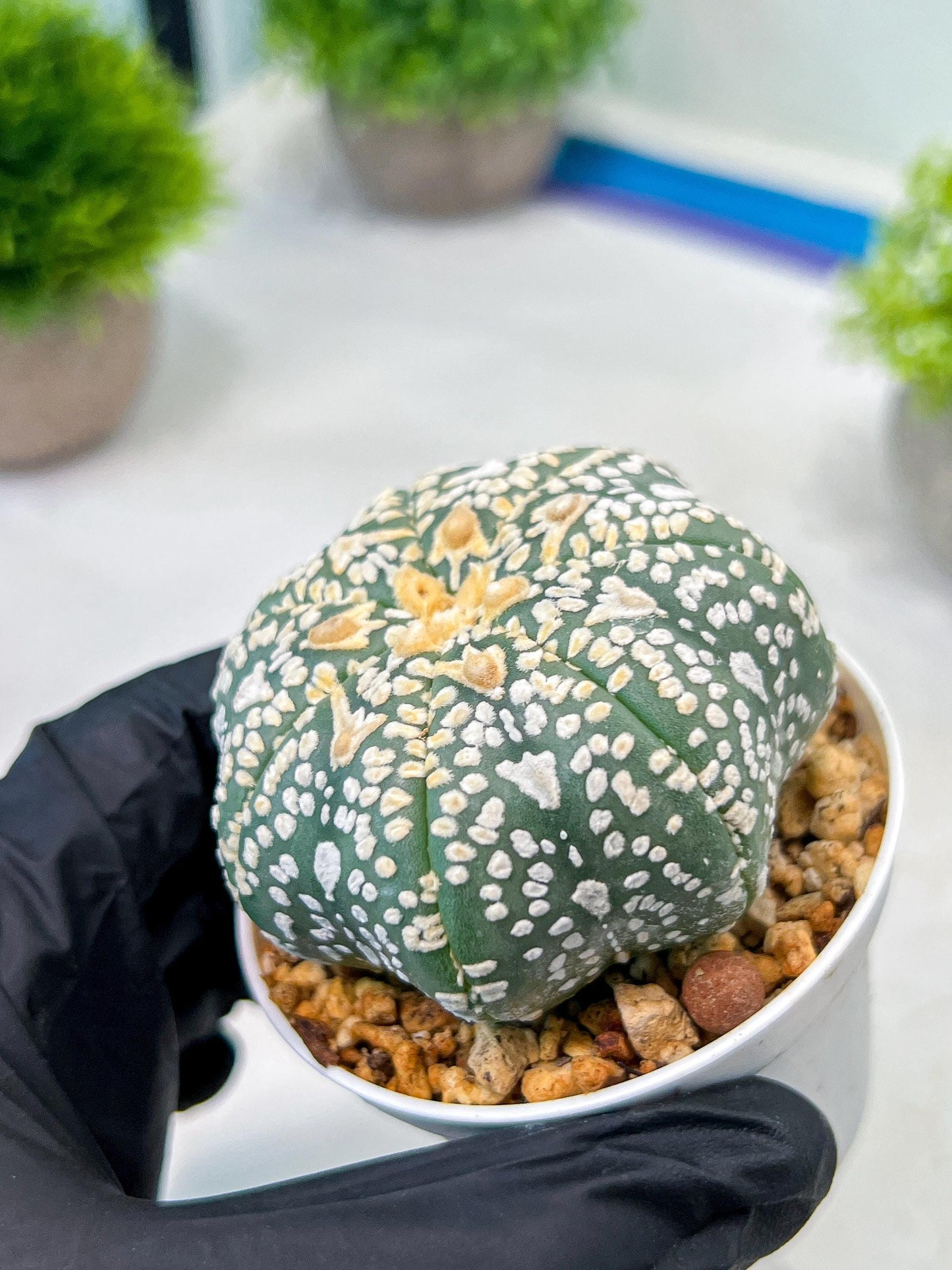 Custom Order- We’ll send you the exact live plant pictured (T8) (y2) | Las Vegas Plant Shop | 3" Pot