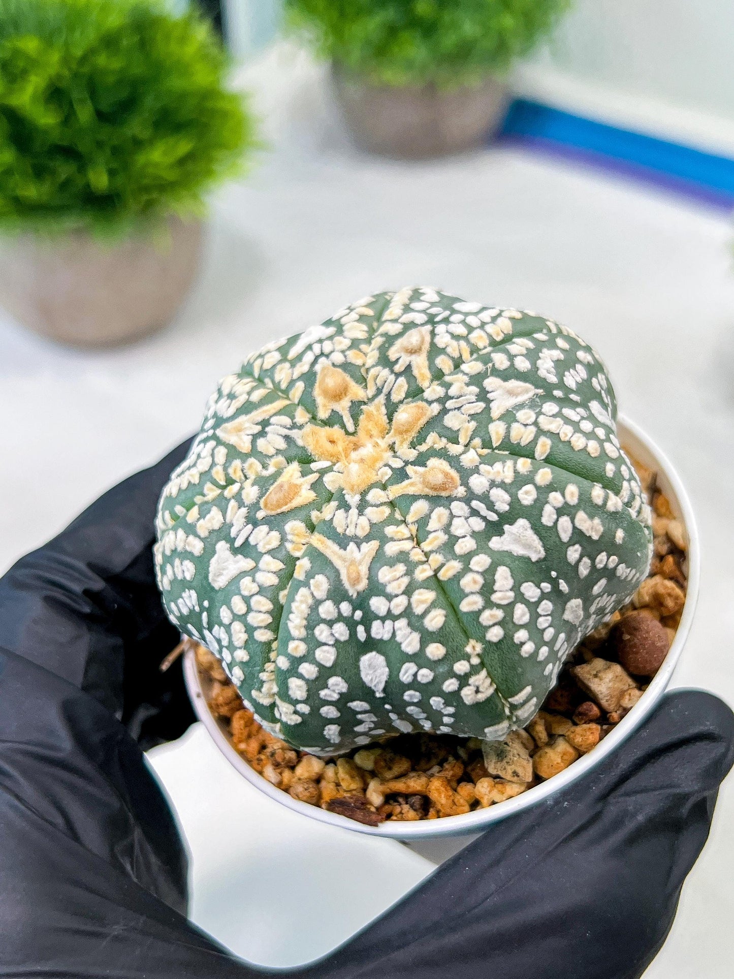 Custom Order- We’ll send you the exact live plant pictured (T8) (y2) | Las Vegas Plant Shop | 3" Pot