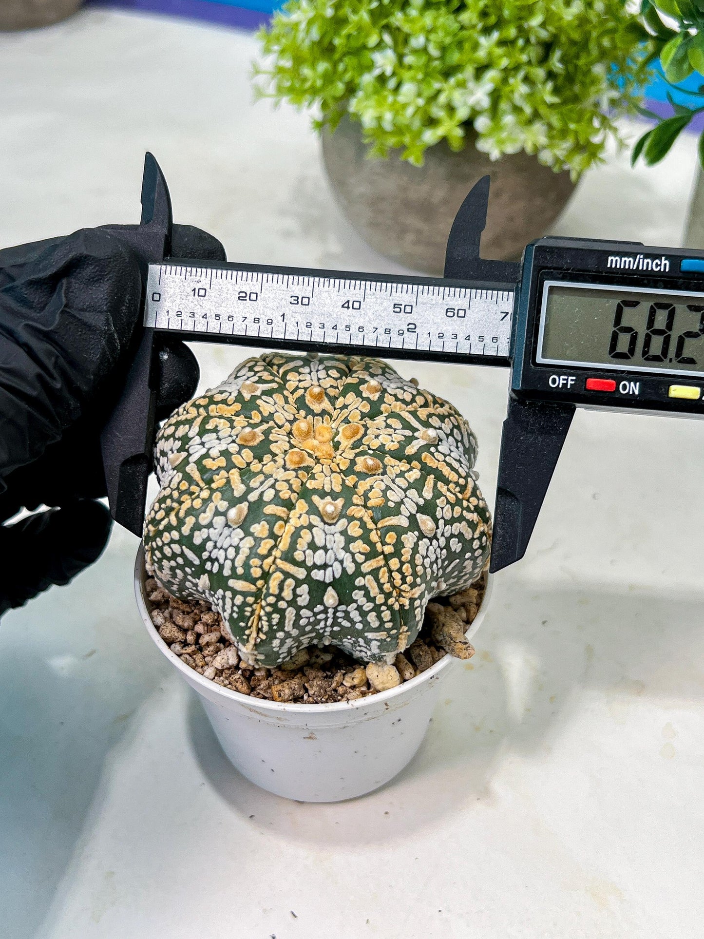Custom Order- We’ll send you the exact live plant pictured (T8) (y3) | SHIP from USA | 3" Pot
