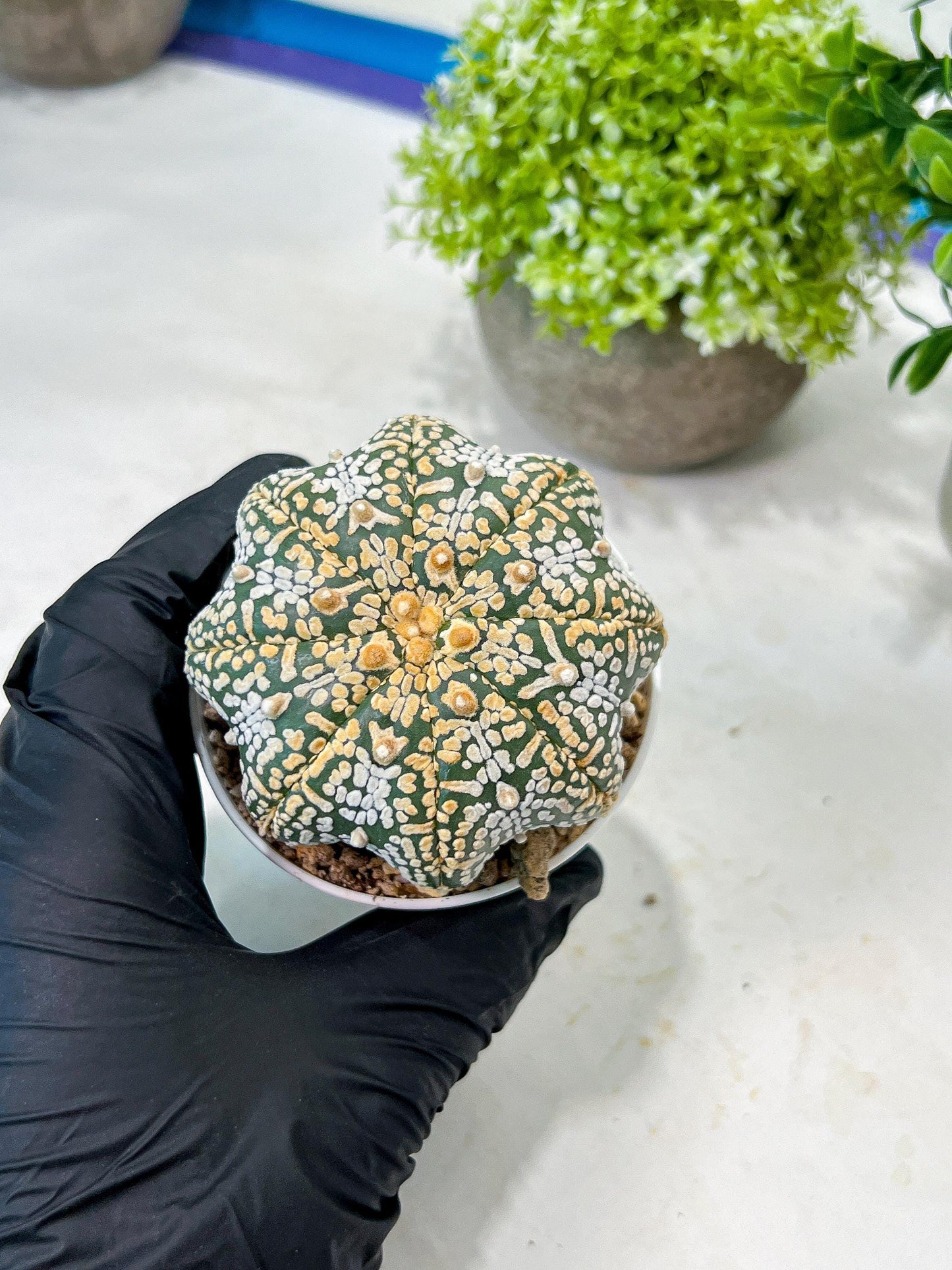 Custom Order- We’ll send you the exact live plant pictured (T8) (y3) | SHIP from USA | 3" Pot
