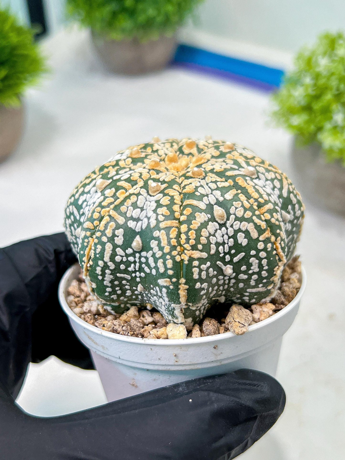 Custom Order- We’ll send you the exact live plant pictured (T8) (y3) | SHIP from USA | 3" Pot
