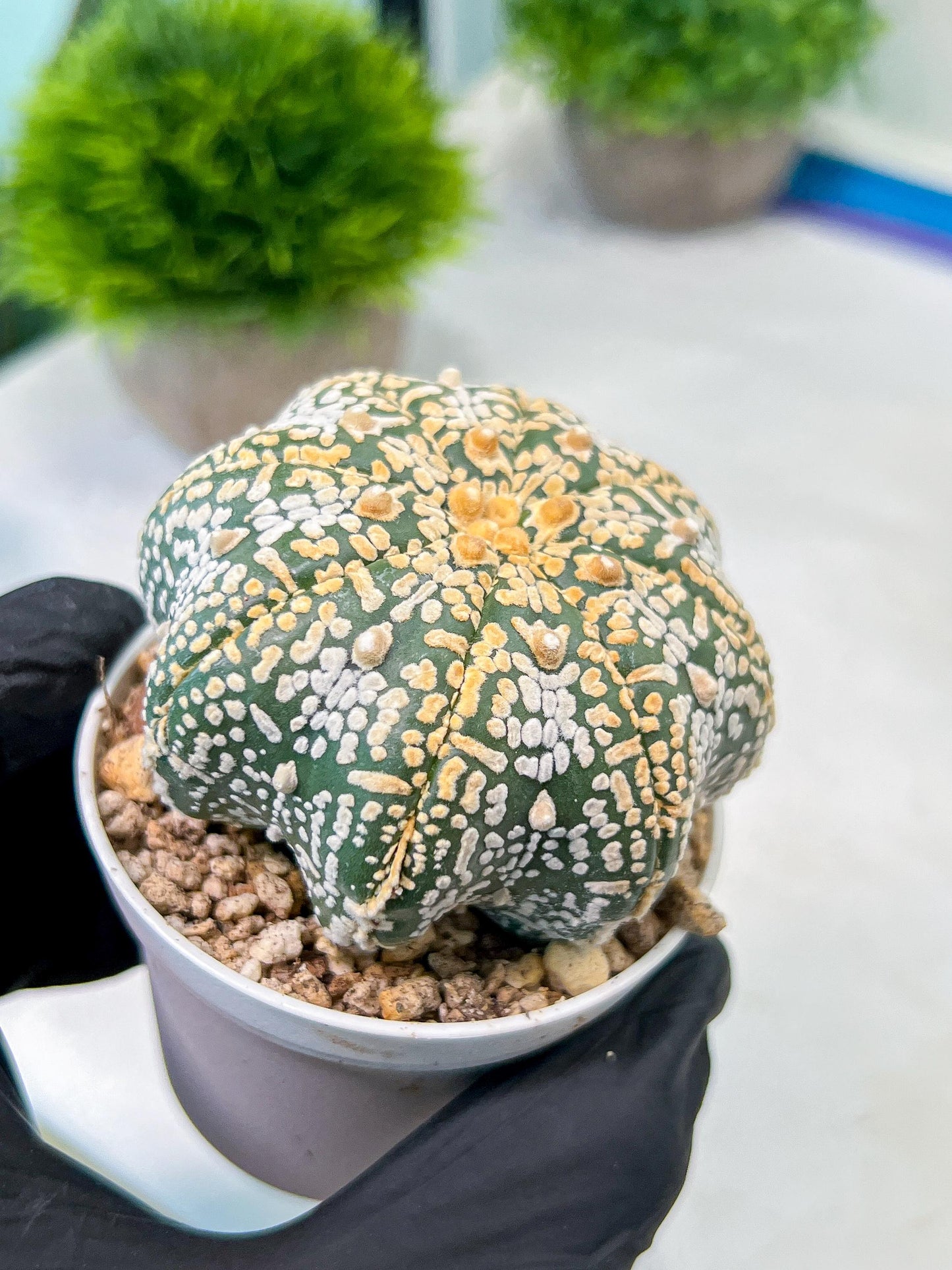 Custom Order- We’ll send you the exact live plant pictured (T8) (y3) | SHIP from USA | 3" Pot