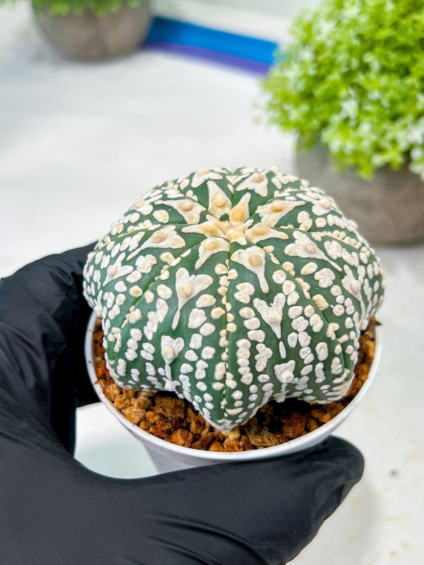Custom Order- We’ll send you the exact live plant pictured (T8) (y4) | Las Vegas PLANT SELLER| 3" Pot