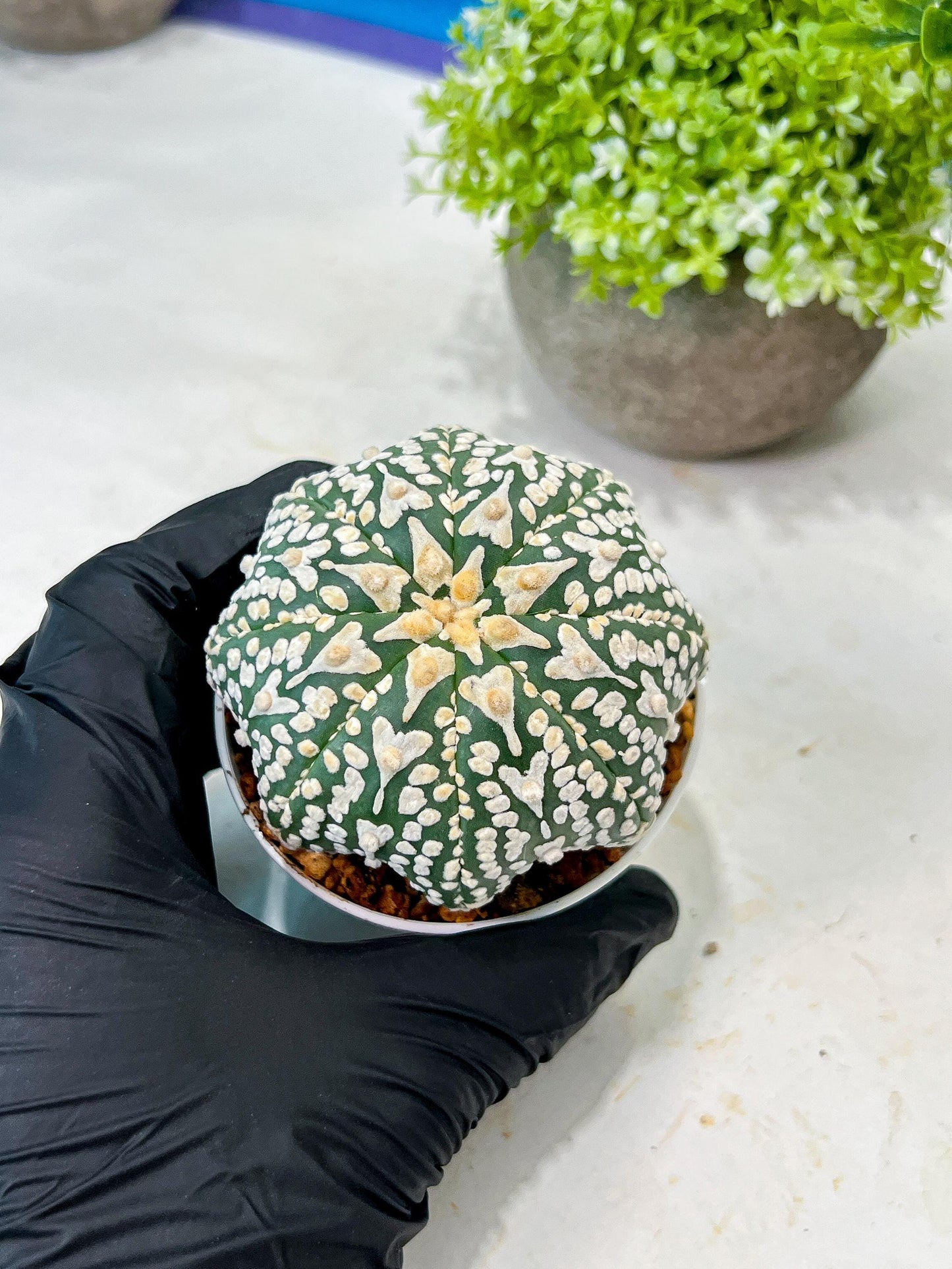 Custom Order- We’ll send you the exact live plant pictured (T8) (y4) | Las Vegas PLANT SELLER| 3" Pot