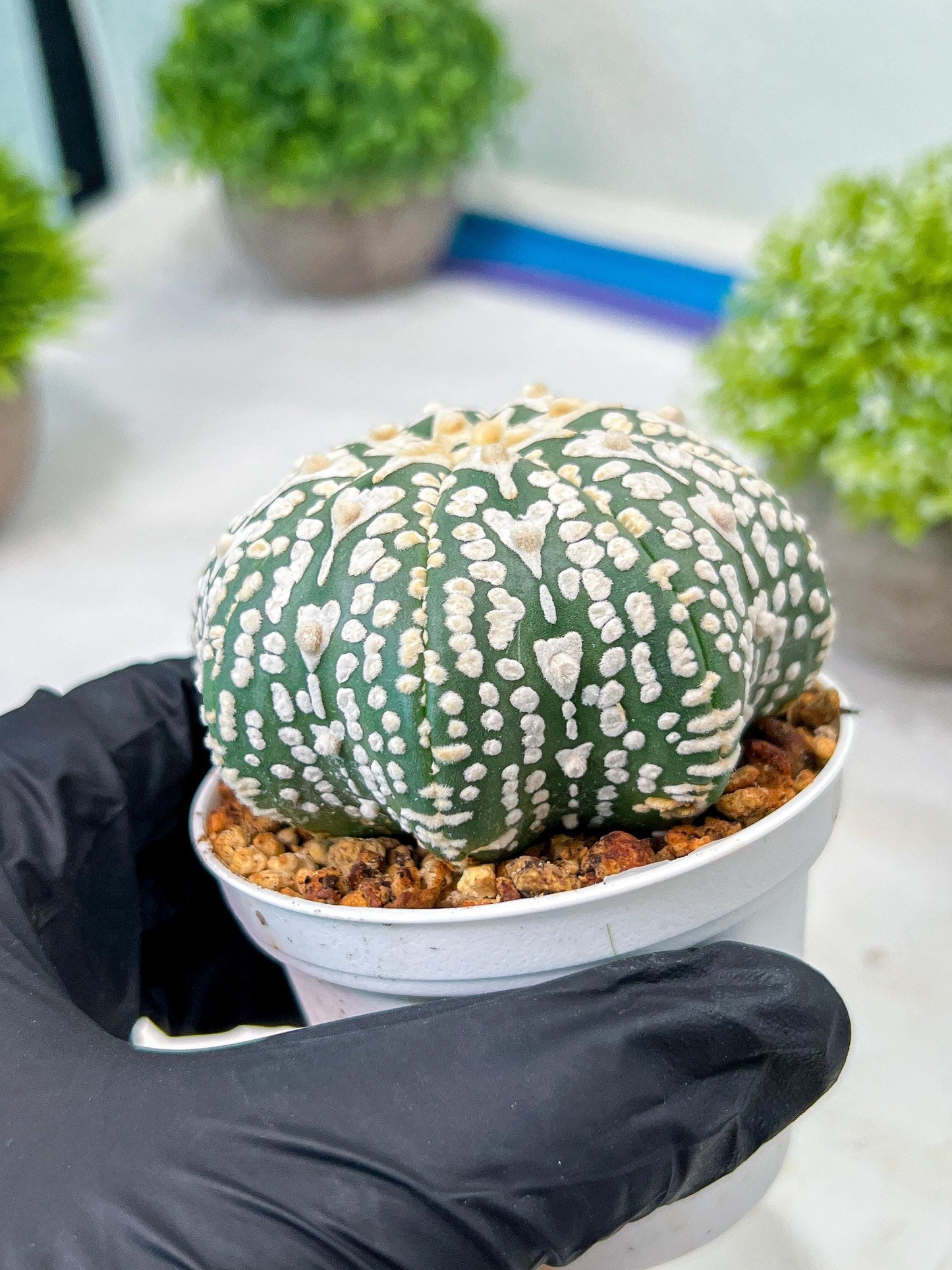 Custom Order- We’ll send you the exact live plant pictured (T8) (y4) | Las Vegas PLANT SELLER| 3" Pot