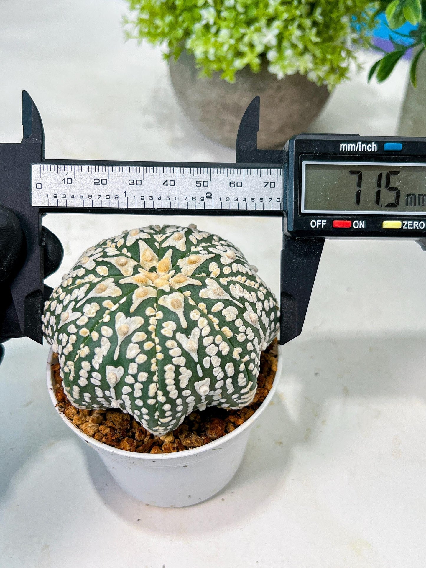 Custom Order- We’ll send you the exact live plant pictured (T8) (y4) | Las Vegas PLANT SELLER| 3" Pot
