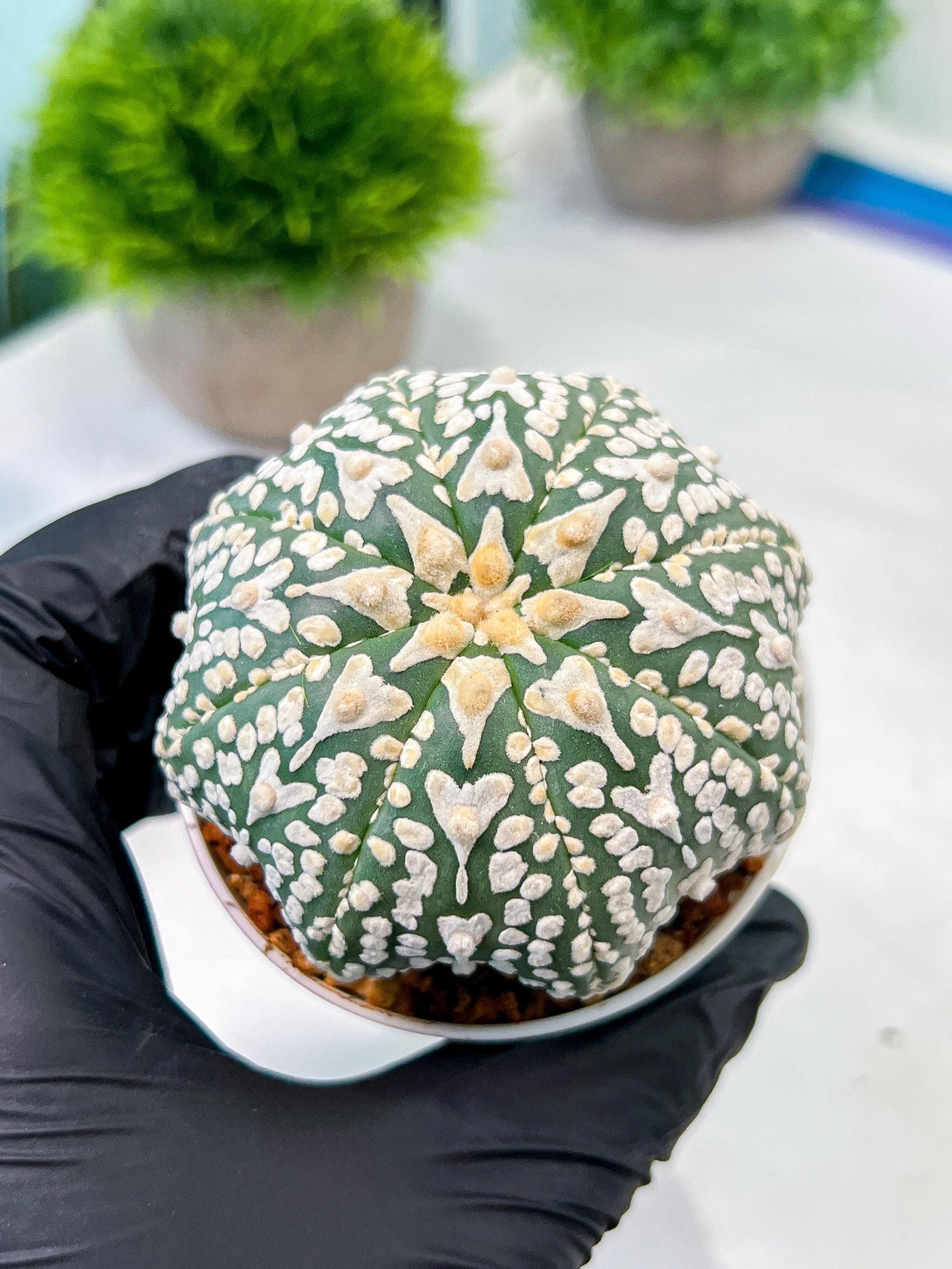 Custom Order- We’ll send you the exact live plant pictured (T8) (y4) | Las Vegas PLANT SELLER| 3" Pot