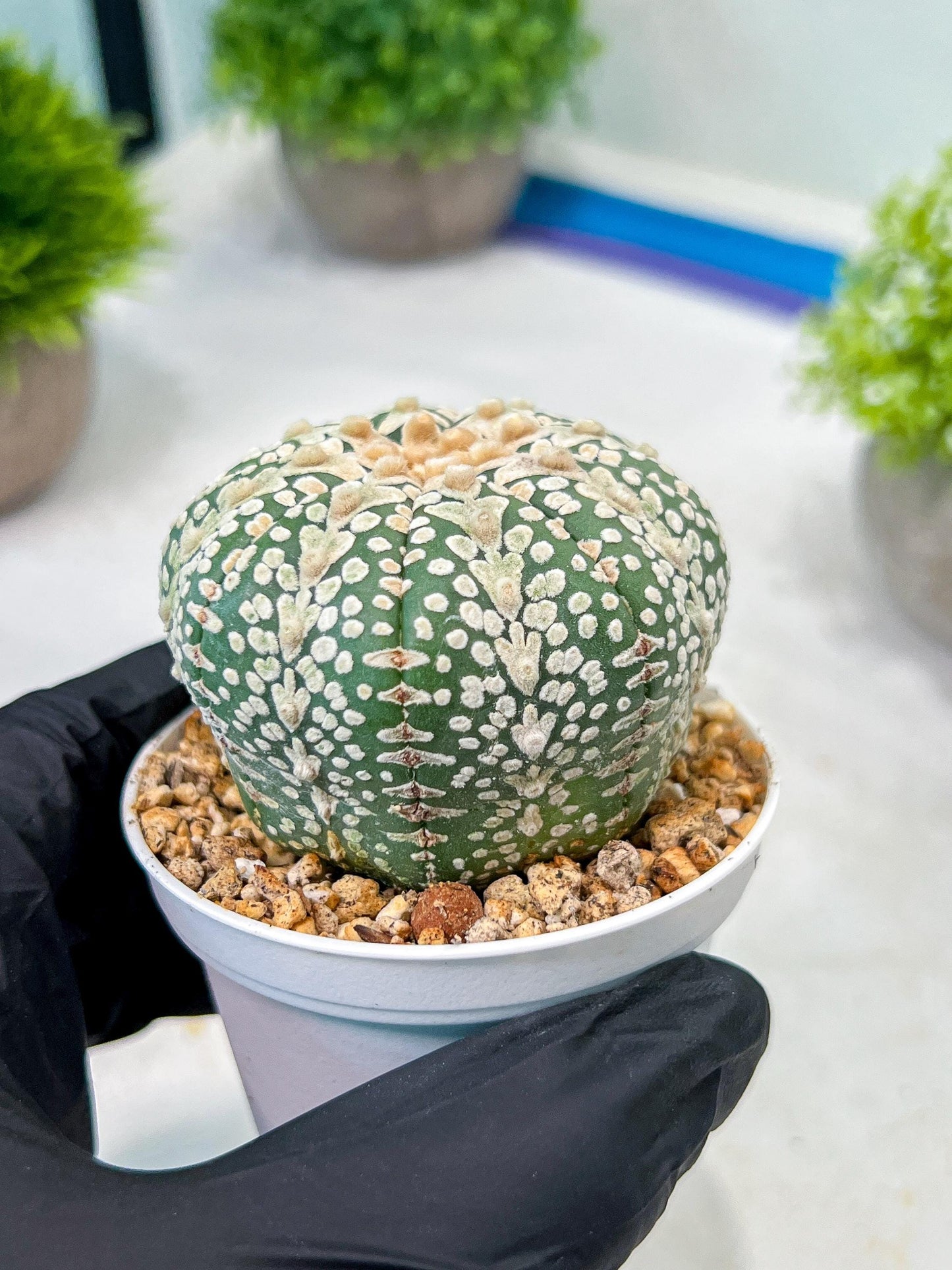 Custom Order- We’ll send you the exact live plant pictured (T8) (y6) | American Plant Seller | 3" Pot