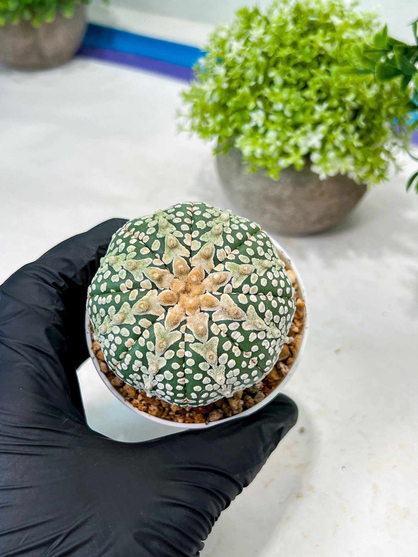 Custom Order- We’ll send you the exact live plant pictured (T8) (y6) | American Plant Seller | 3" Pot