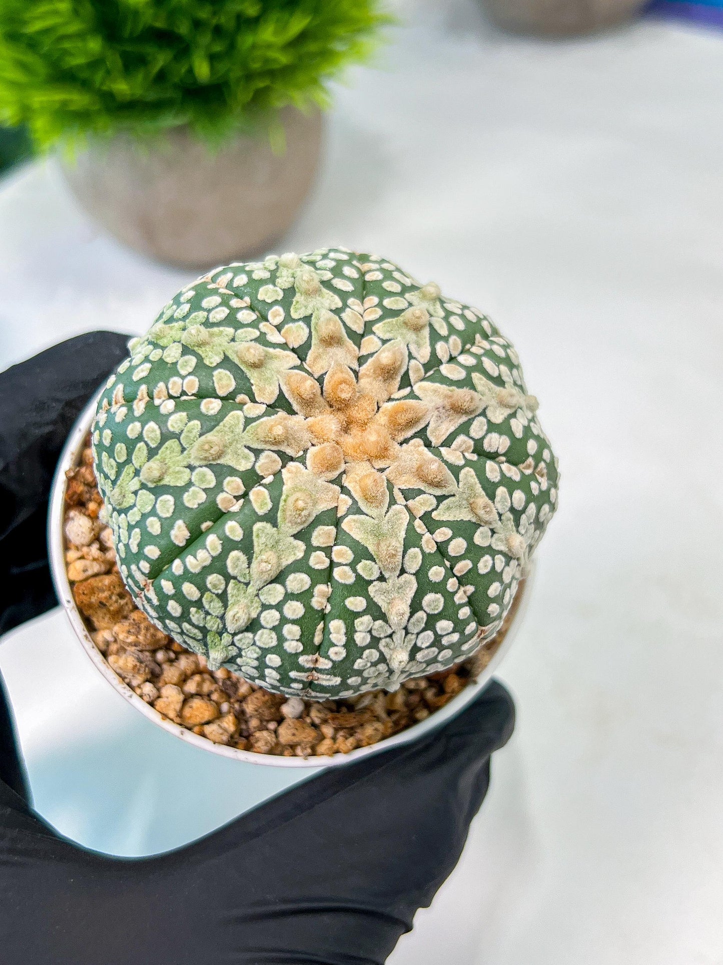 Custom Order- We’ll send you the exact live plant pictured (T8) (y6) | American Plant Seller | 3" Pot