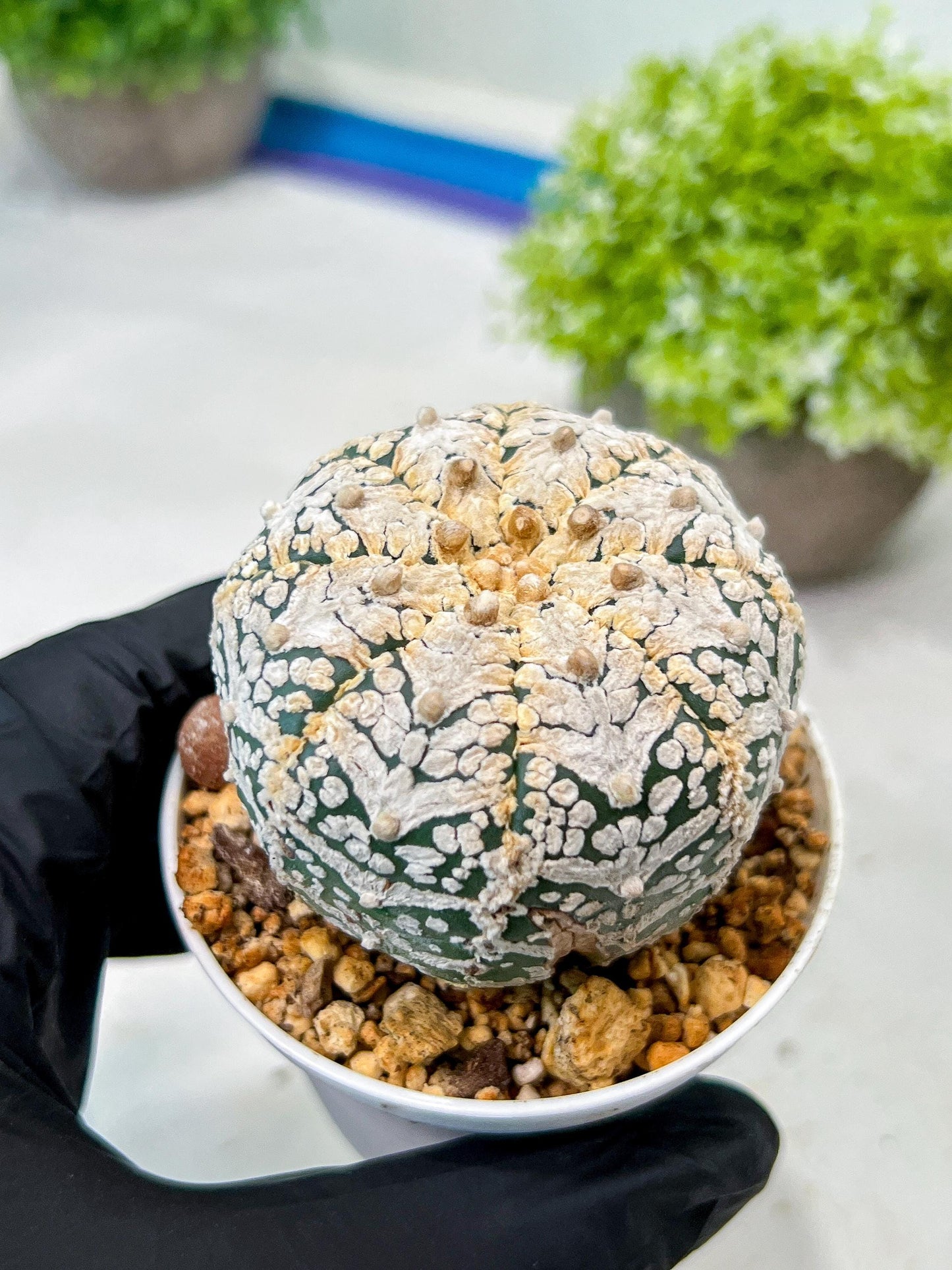 Custom Order- We’ll send you the exact live plant pictured (T8) (y7) | Nevada Plant Seller | 3" Pot