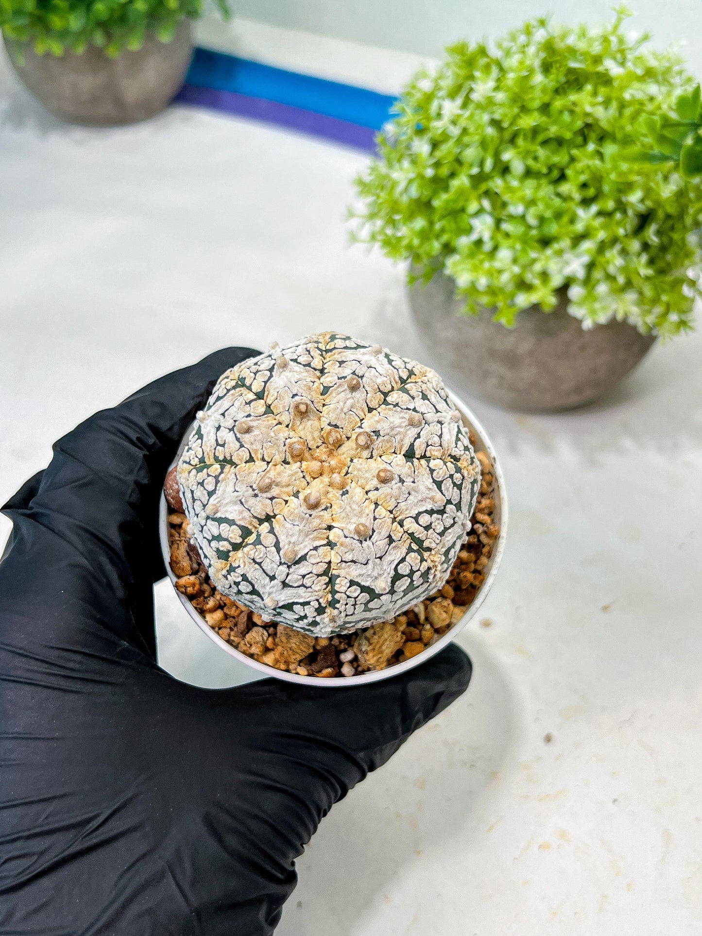 Custom Order- We’ll send you the exact live plant pictured (T8) (y7) | Nevada Plant Seller | 3" Pot