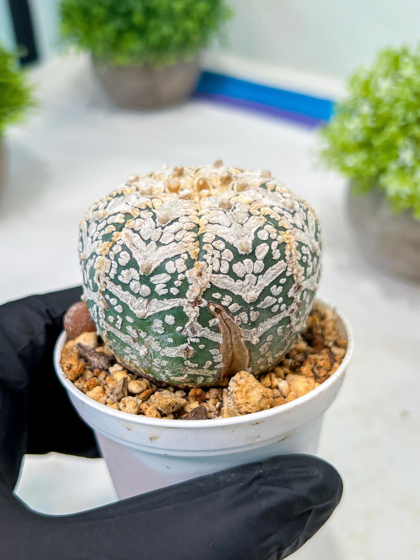 Custom Order- We’ll send you the exact live plant pictured (T8) (y7) | Nevada Plant Seller | 3" Pot