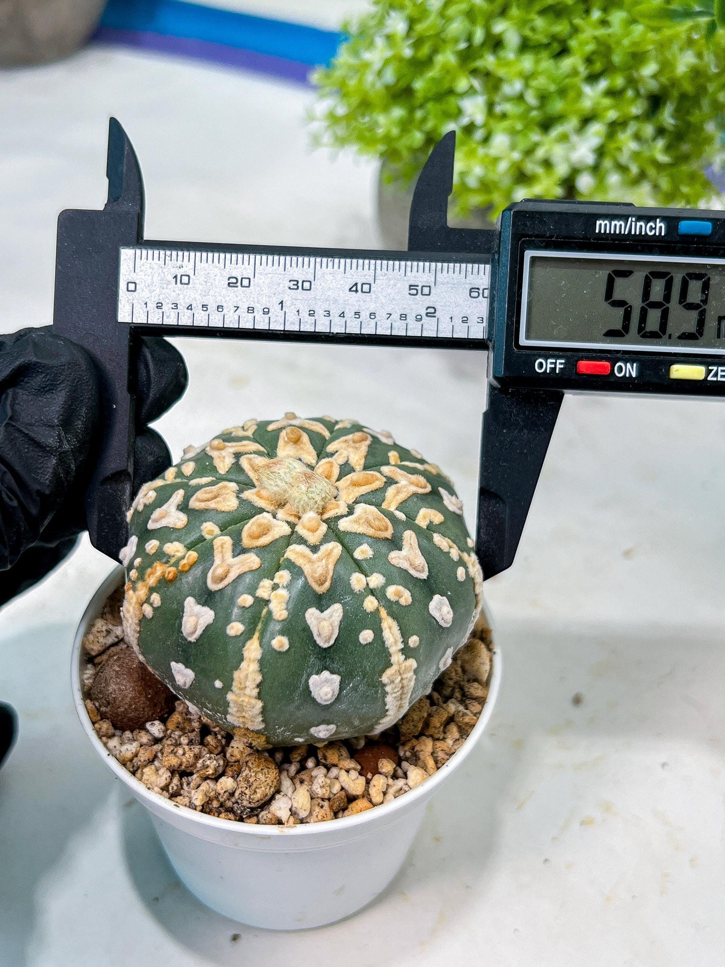 Custom Order- We’ll send you the exact live plant pictured (T8) (b1) | Imported From Japan | 3" Pot