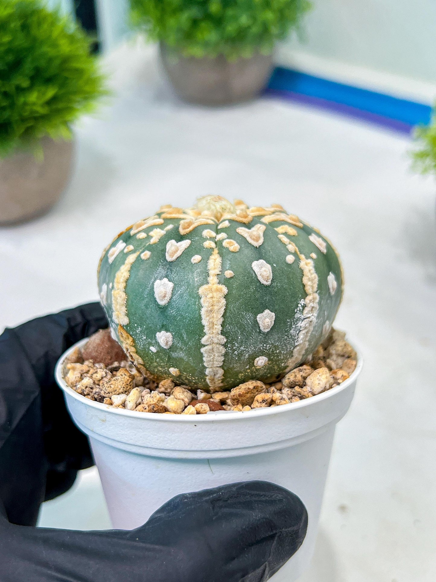 Custom Order- We’ll send you the exact live plant pictured (T8) (b1) | Imported From Japan | 3" Pot