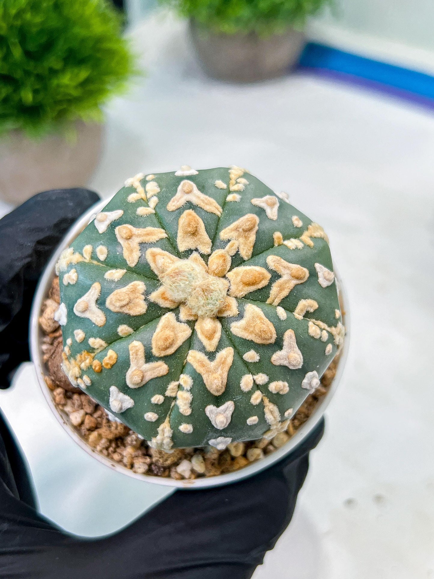 Custom Order- We’ll send you the exact live plant pictured (T8) (b1) | Imported From Japan | 3" Pot