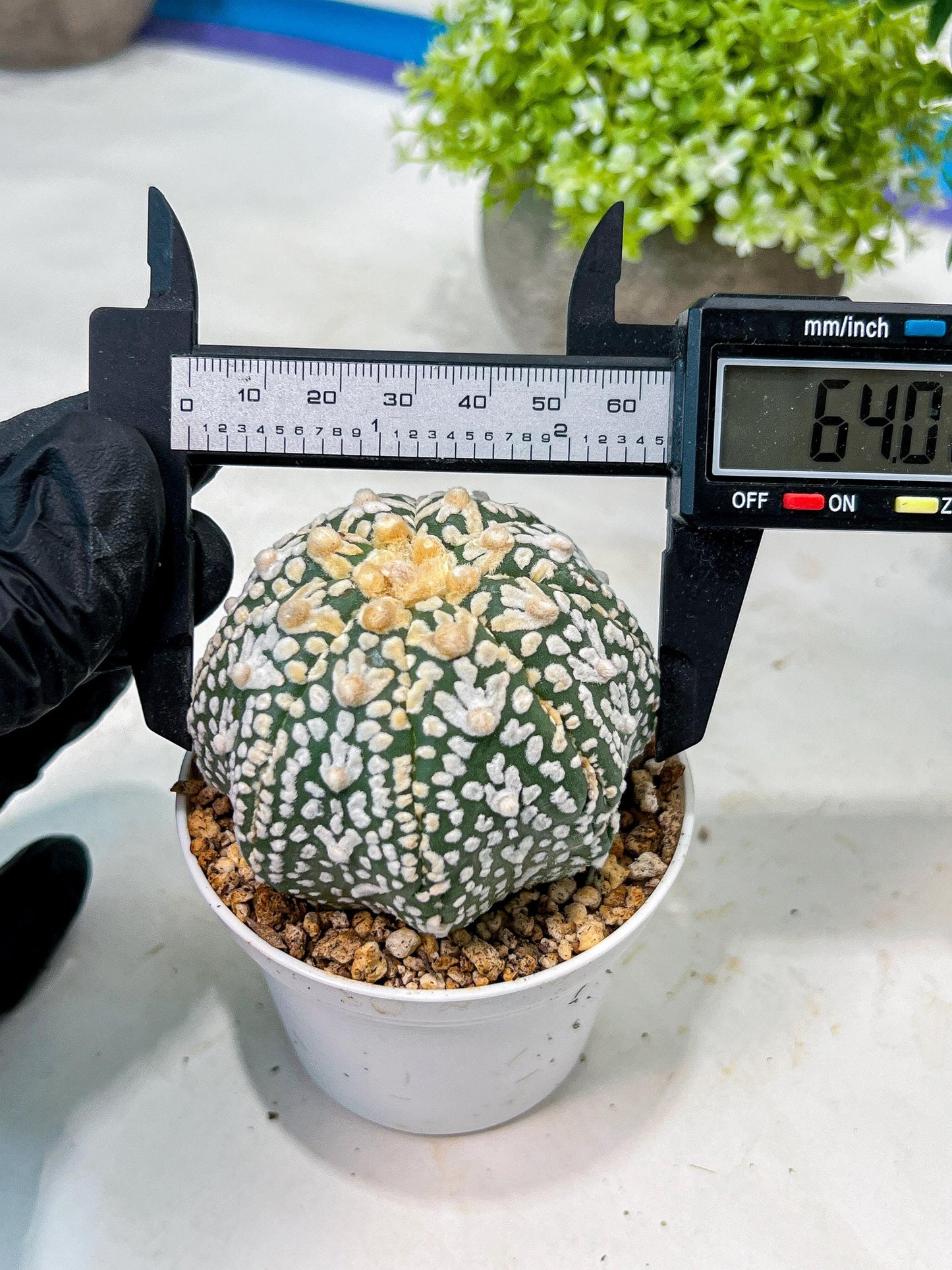 Custom Order- We’ll send you the exact live plant pictured (T8) (b2) | Las Vegas Plant Shop | 3" Pot
