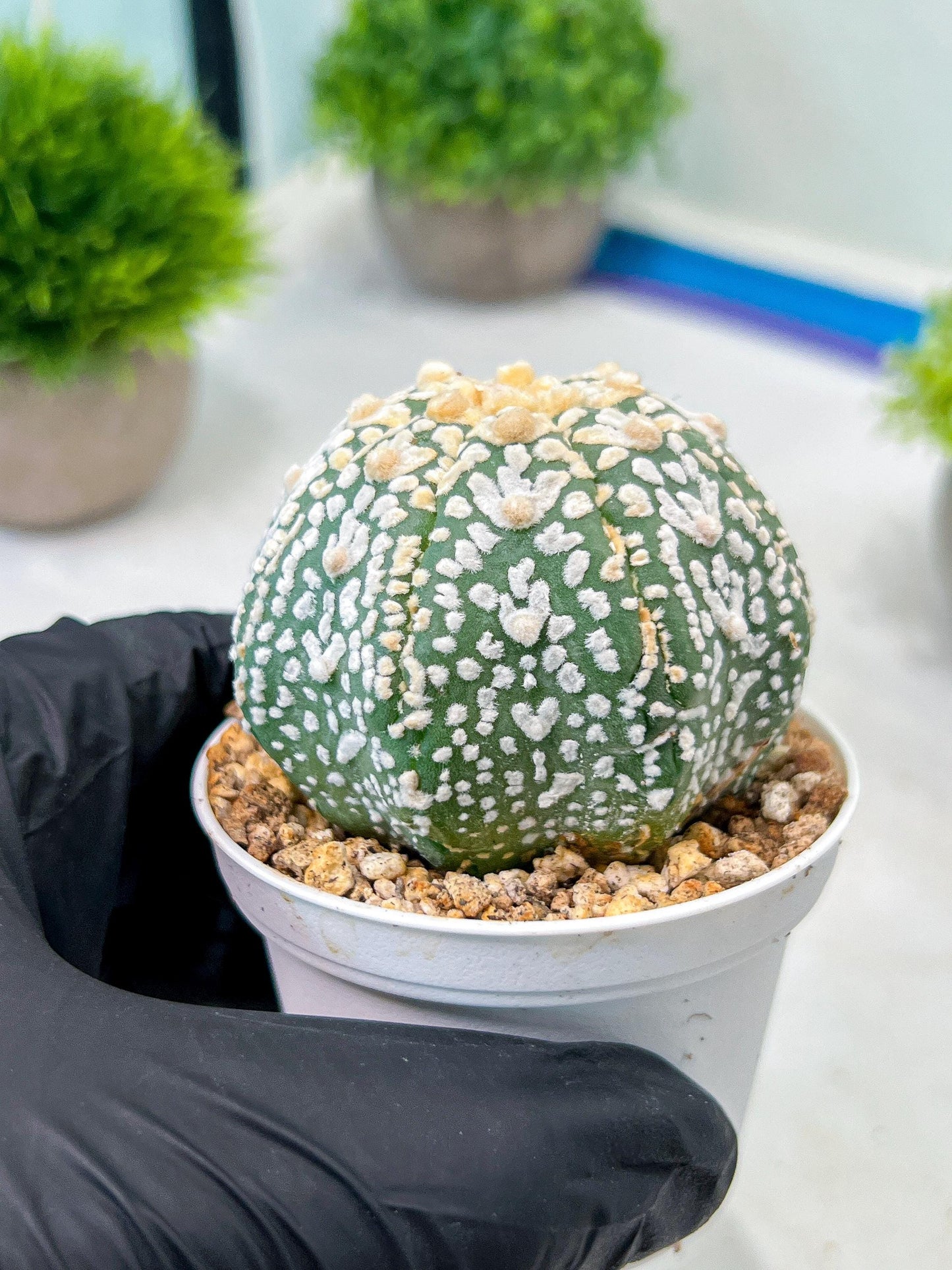Custom Order- We’ll send you the exact live plant pictured (T8) (b2) | Las Vegas Plant Shop | 3" Pot