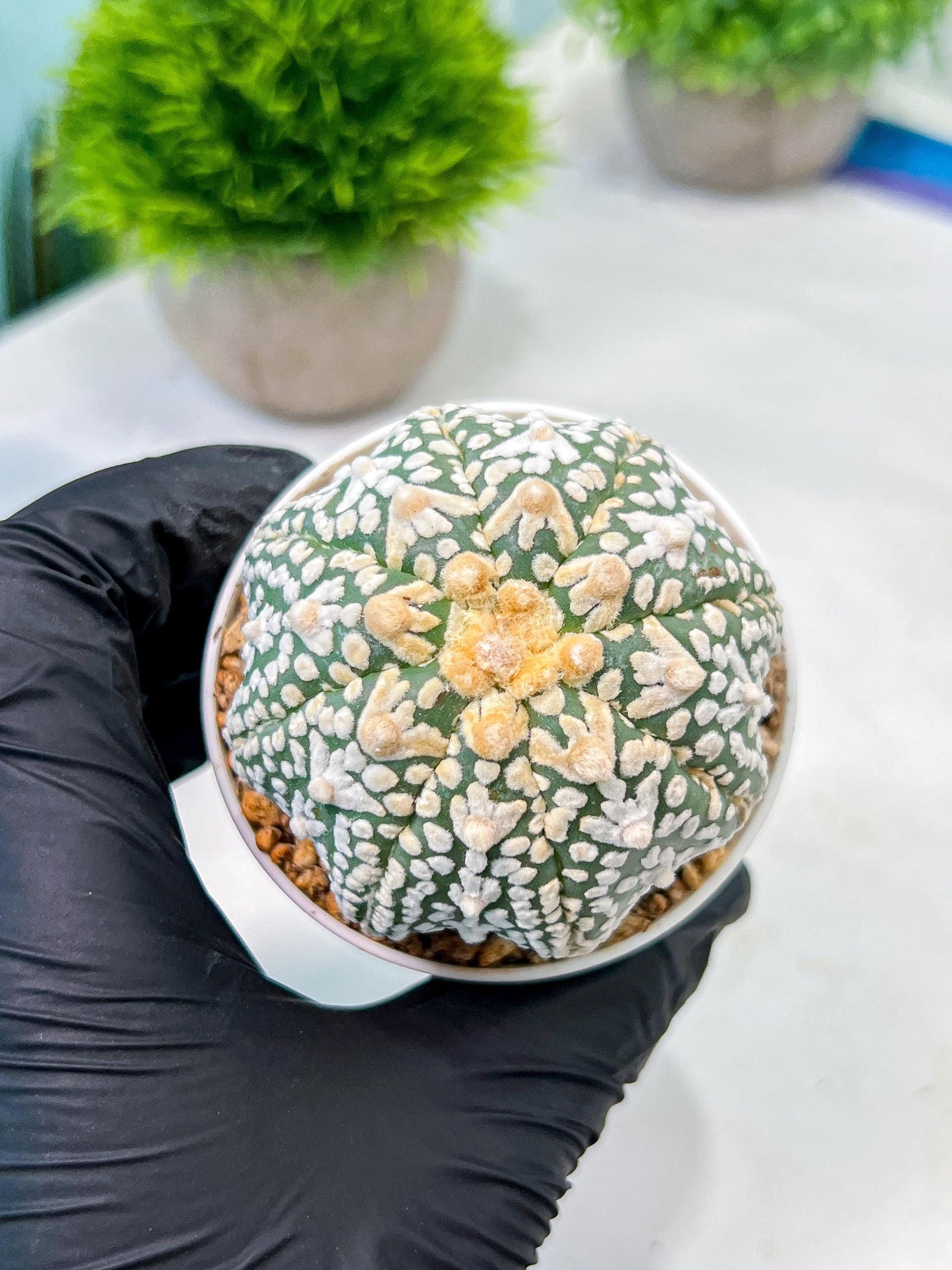 Custom Order- We’ll send you the exact live plant pictured (T8) (b2) | Las Vegas Plant Shop | 3" Pot