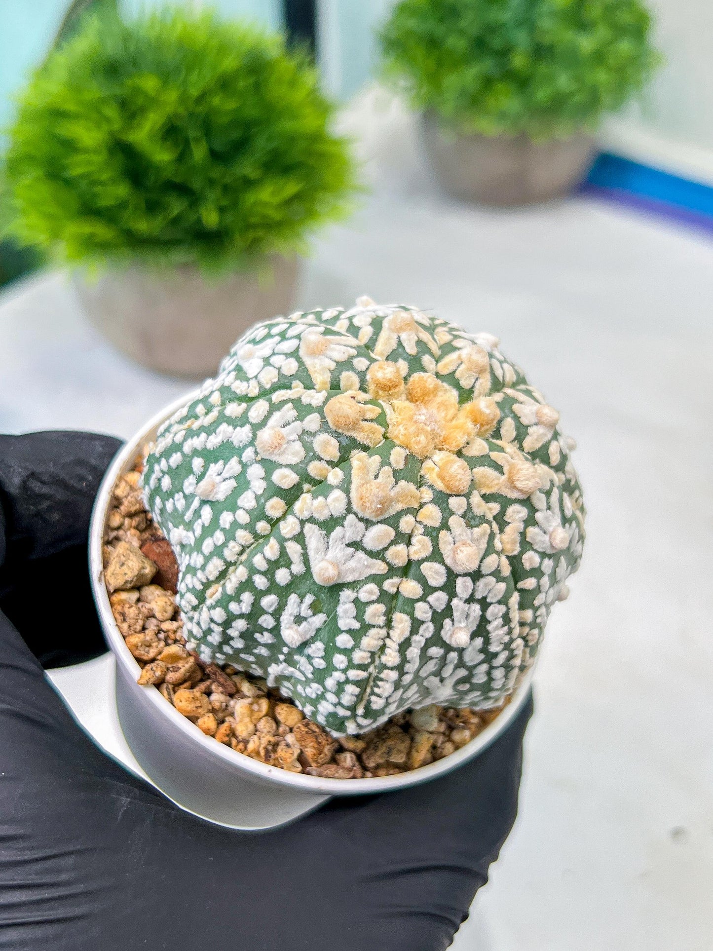 Custom Order- We’ll send you the exact live plant pictured (T8) (b2) | Las Vegas Plant Shop | 3" Pot