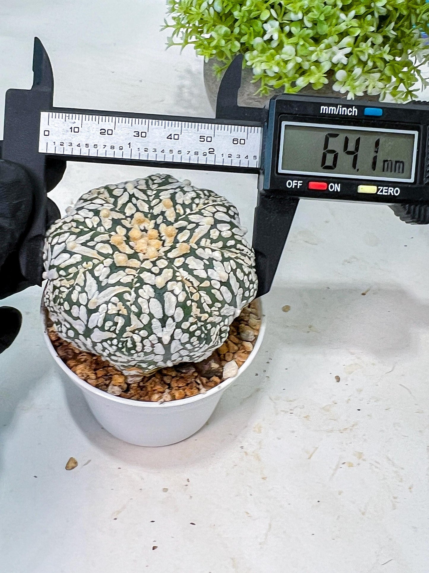 Custom Order- We’ll send you the exact live plant pictured (T8) (b3) | SHIP from USA | 3" Pot